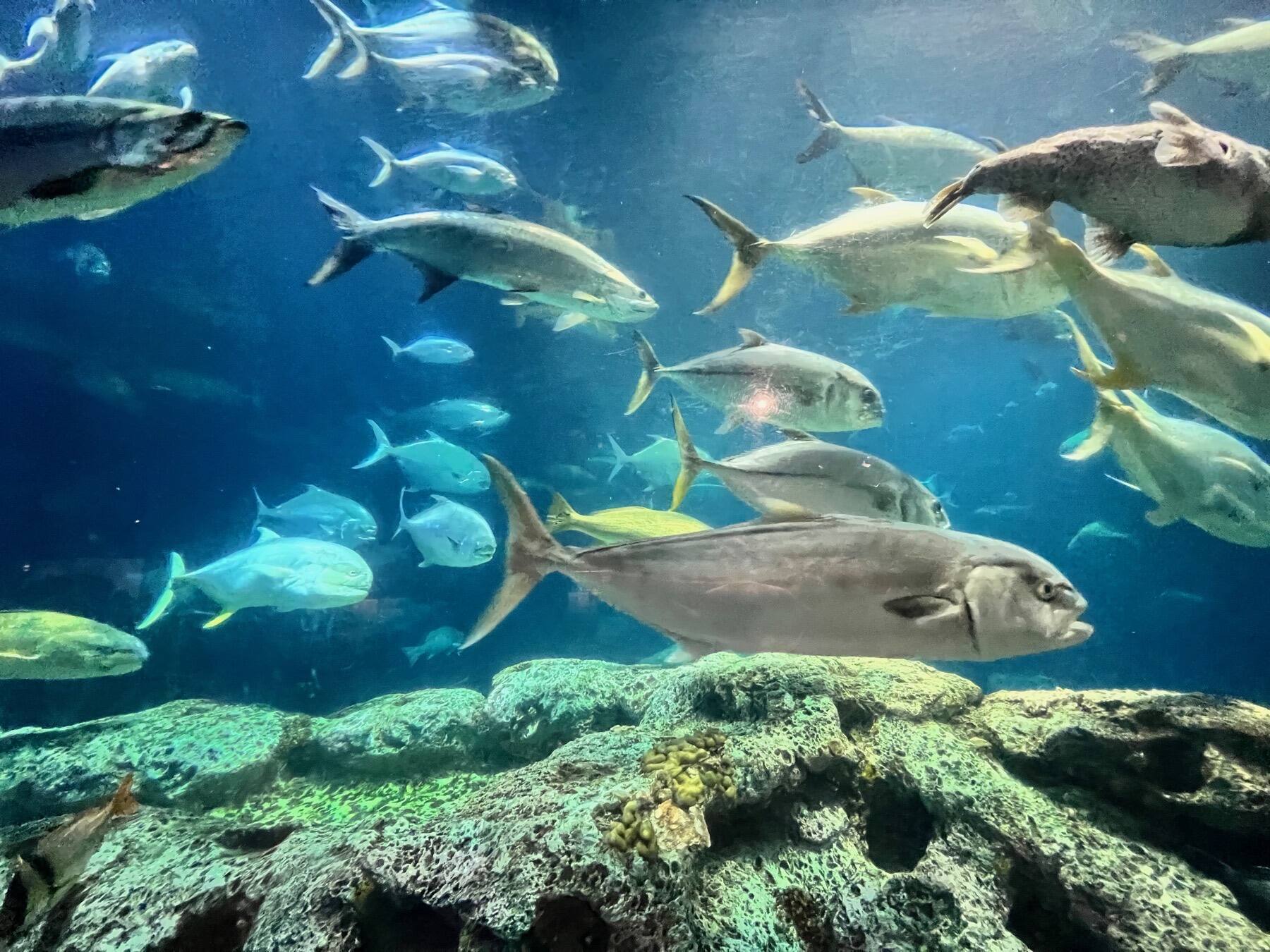 South Carolina Aquarium