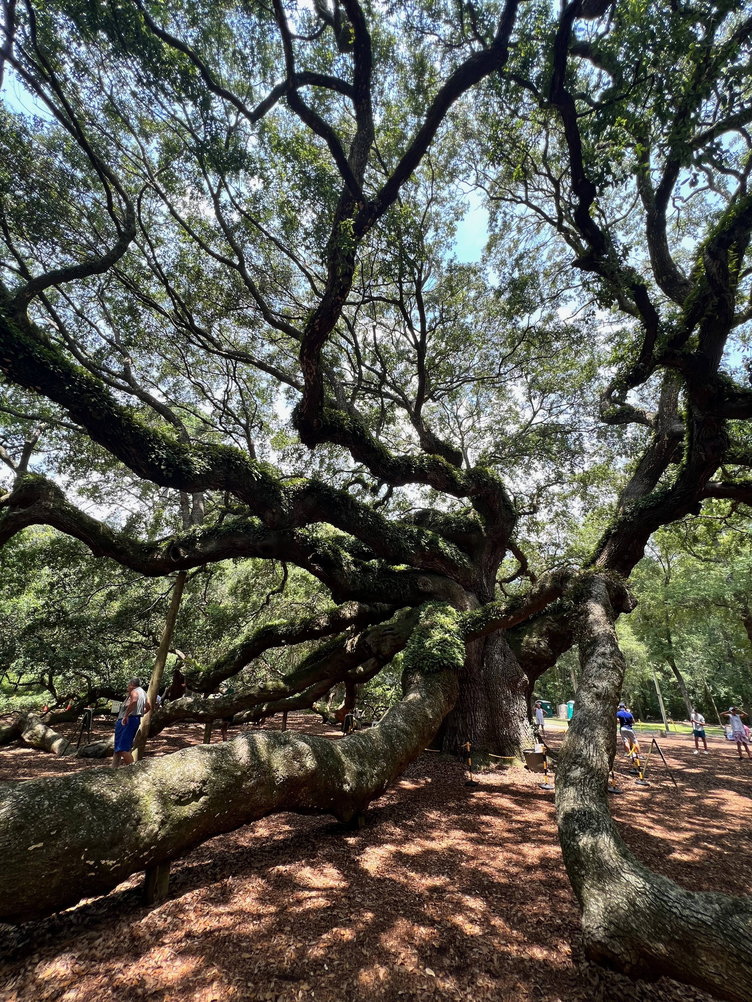 Angel Oak Tree, Johns Island