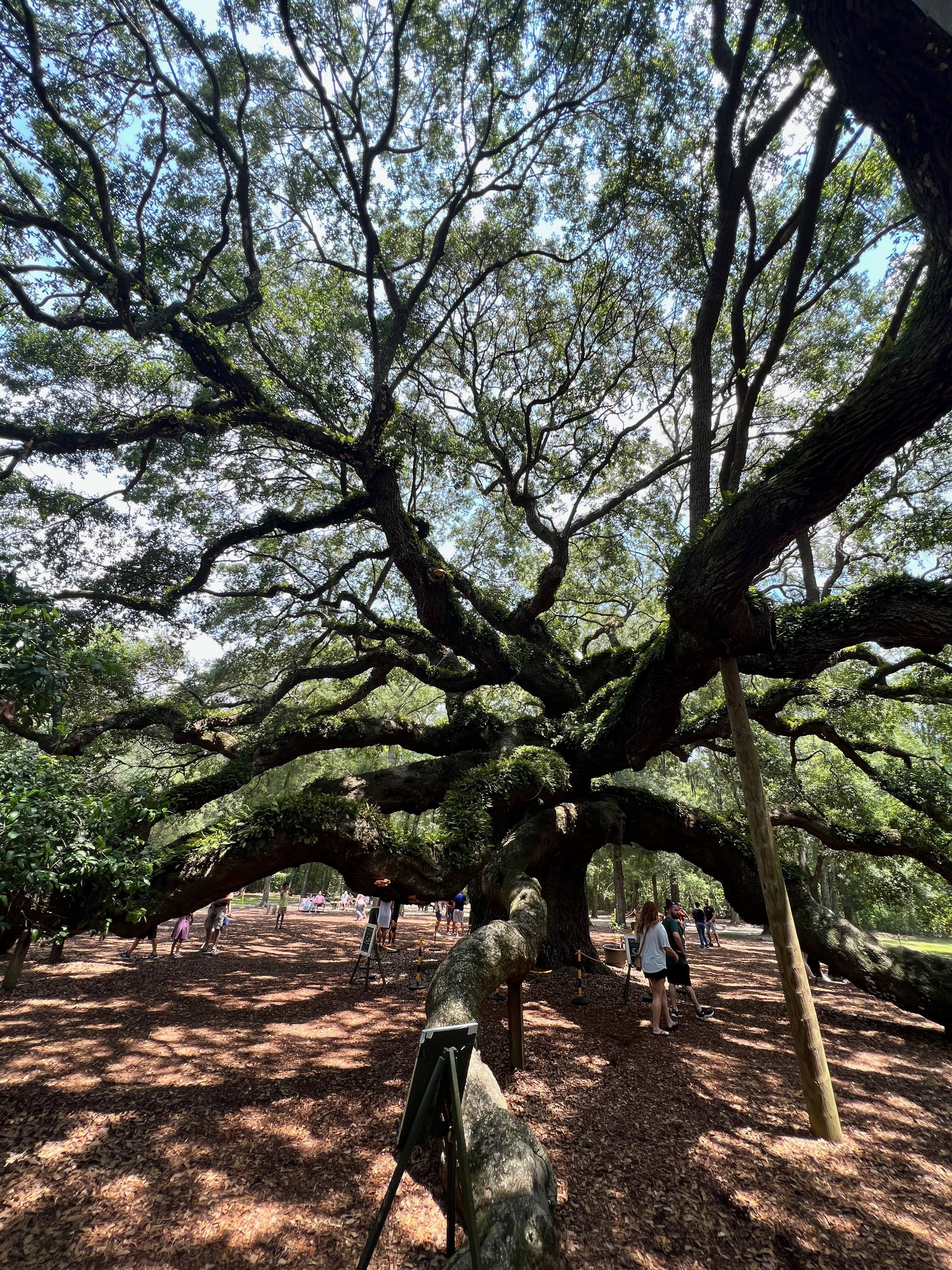 Angel Oak Tree, Johns Island