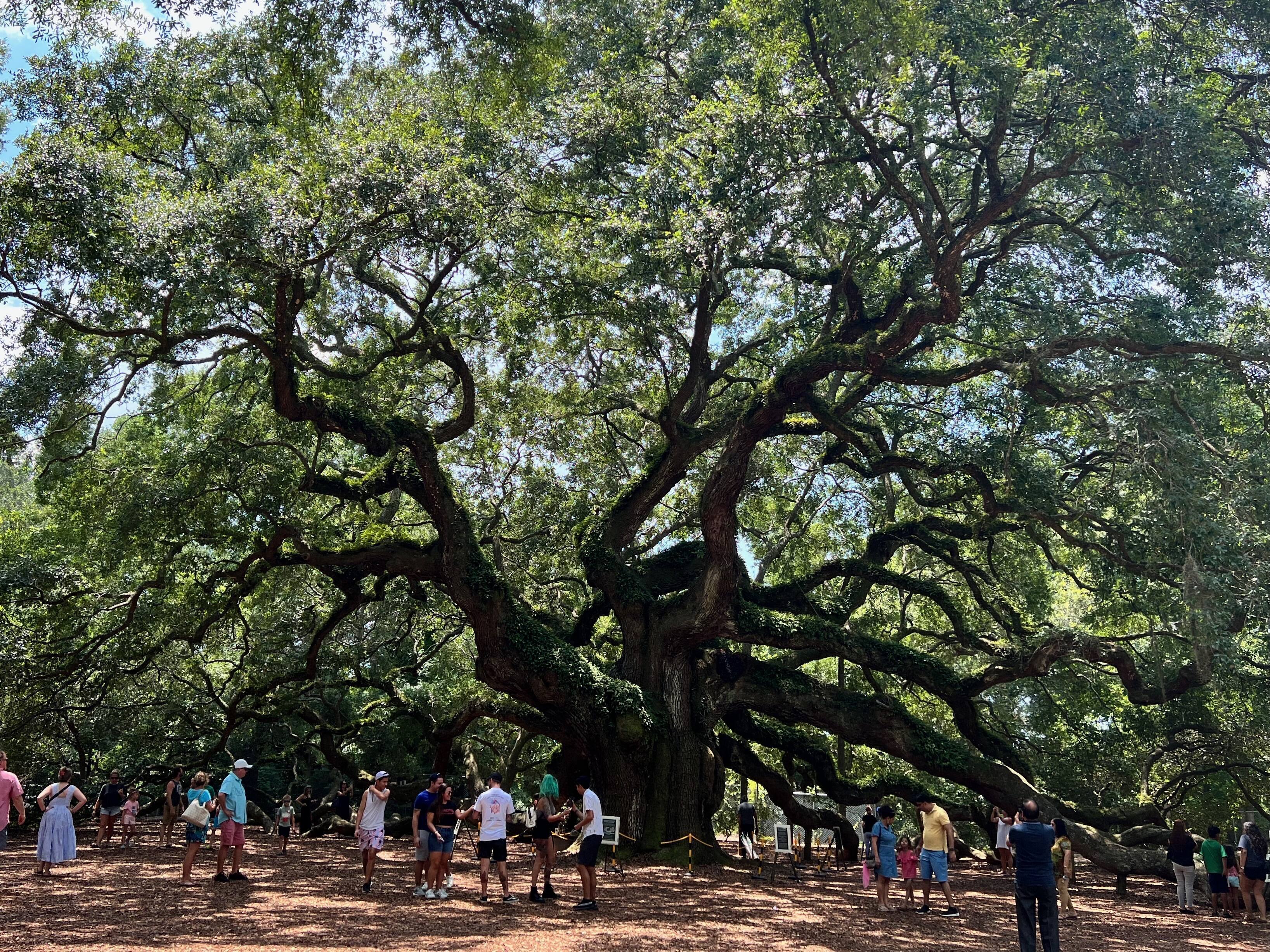 Angel Oak Tree, Johns Island