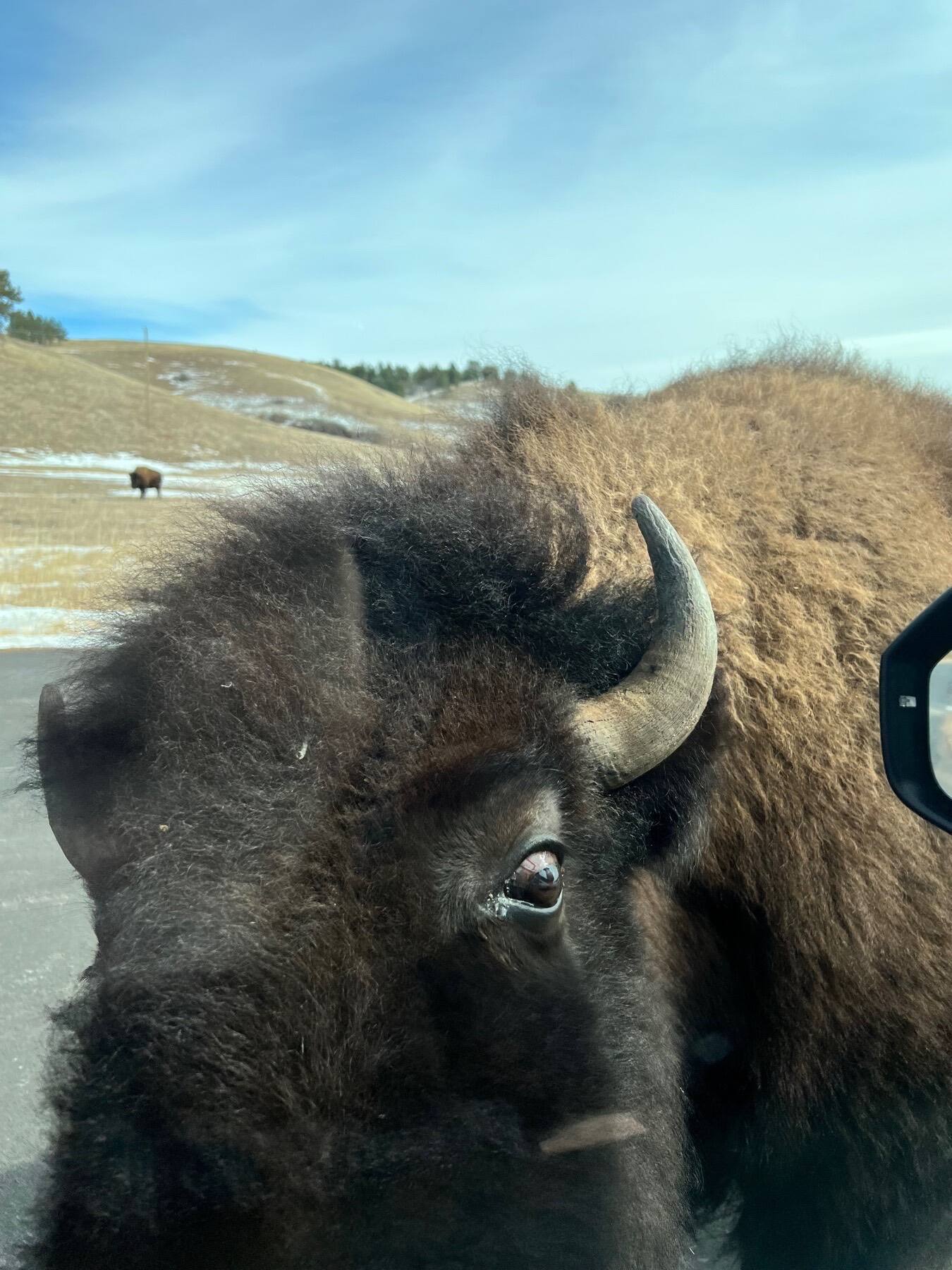 Wild America