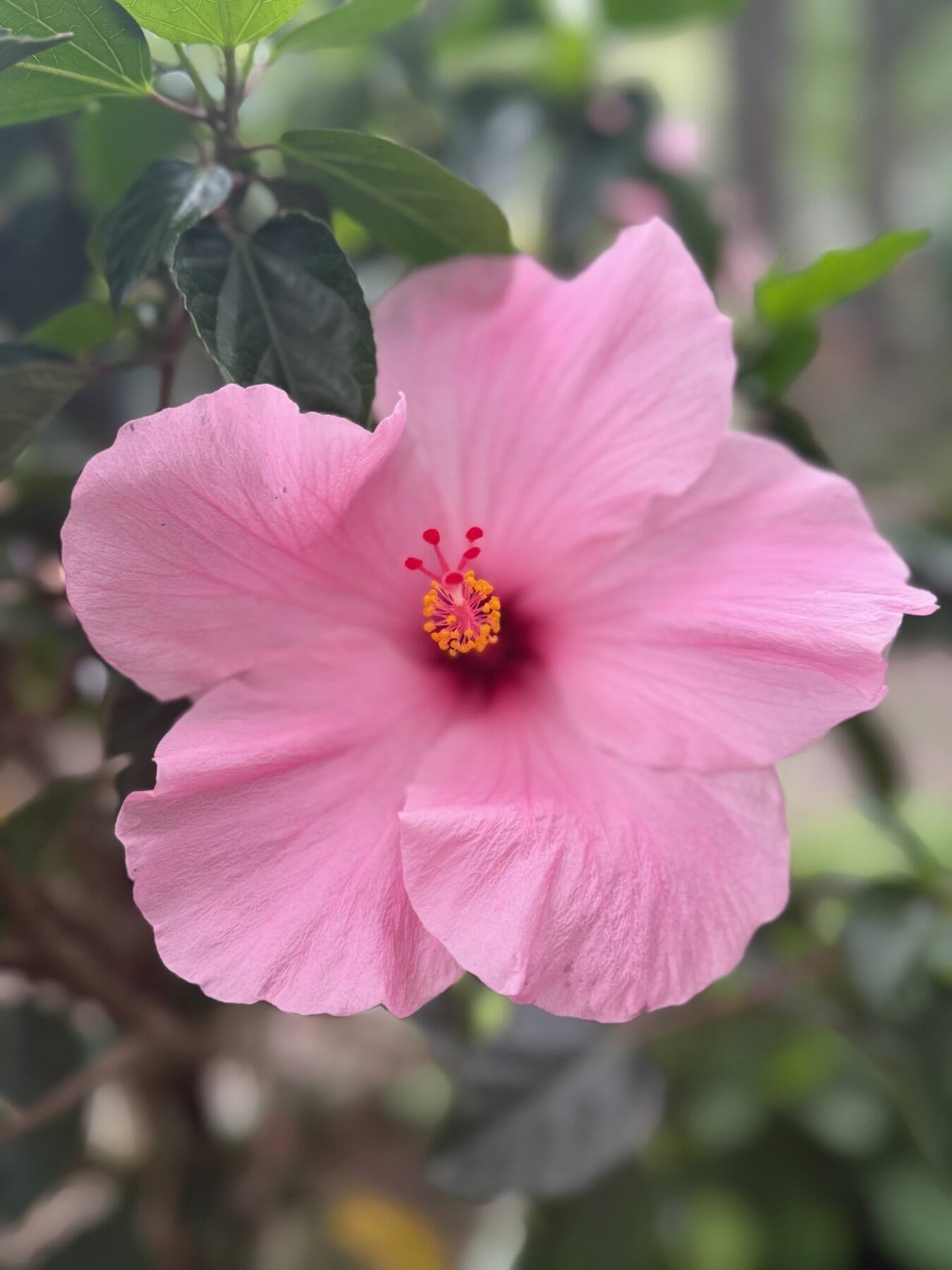 Hibiscus, River Cafe, Brooklyn, New York