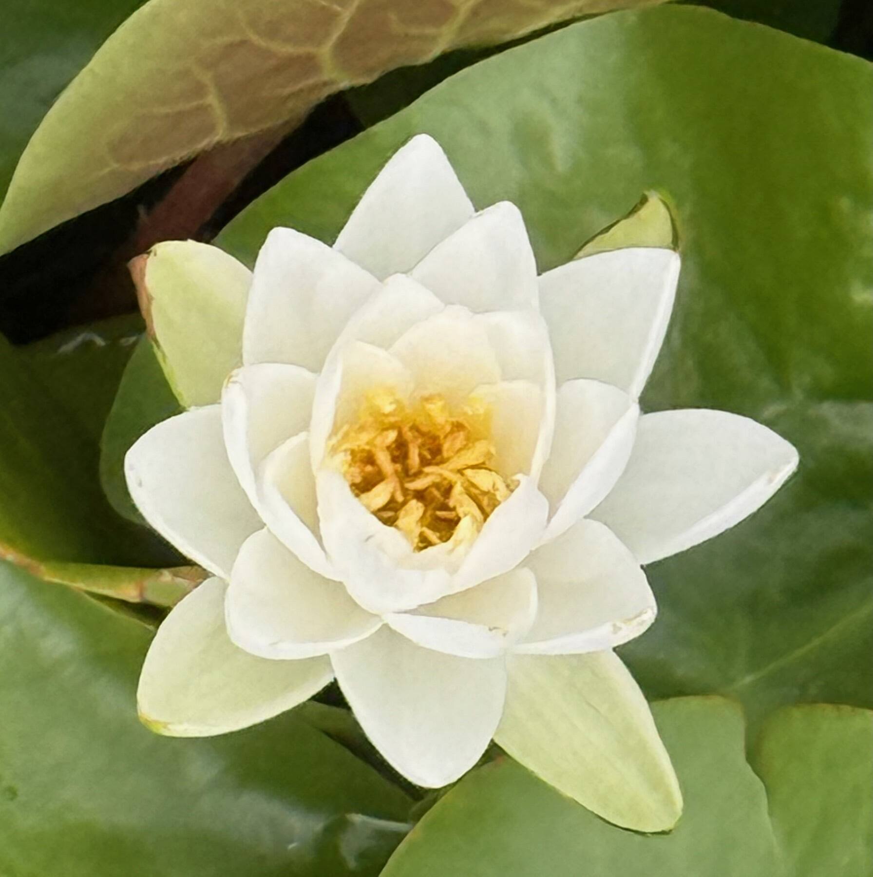 Water Lily, Brooklyn Botanic Garden, Brooklyn, New York