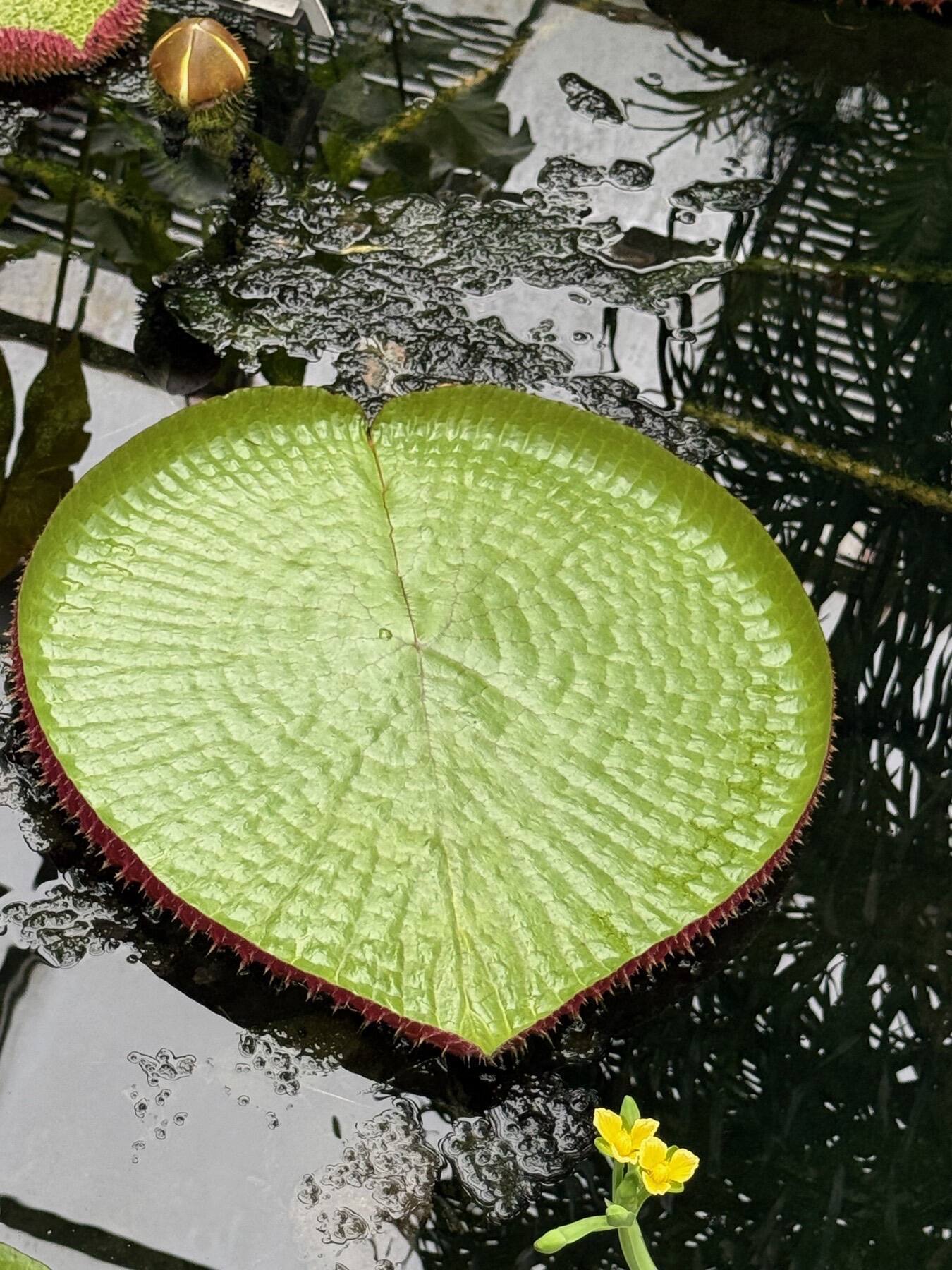 Lily Pad, Brooklyn Botanic Garden, Brooklyn, New York
