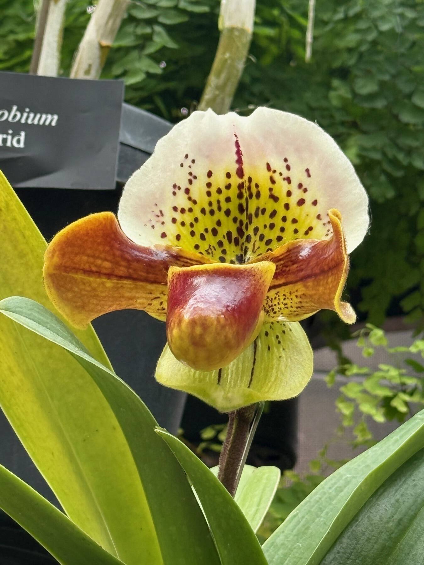 Lady's Slipper Orchid, Longwood Gardens, Kennett Square, Pennsylvania