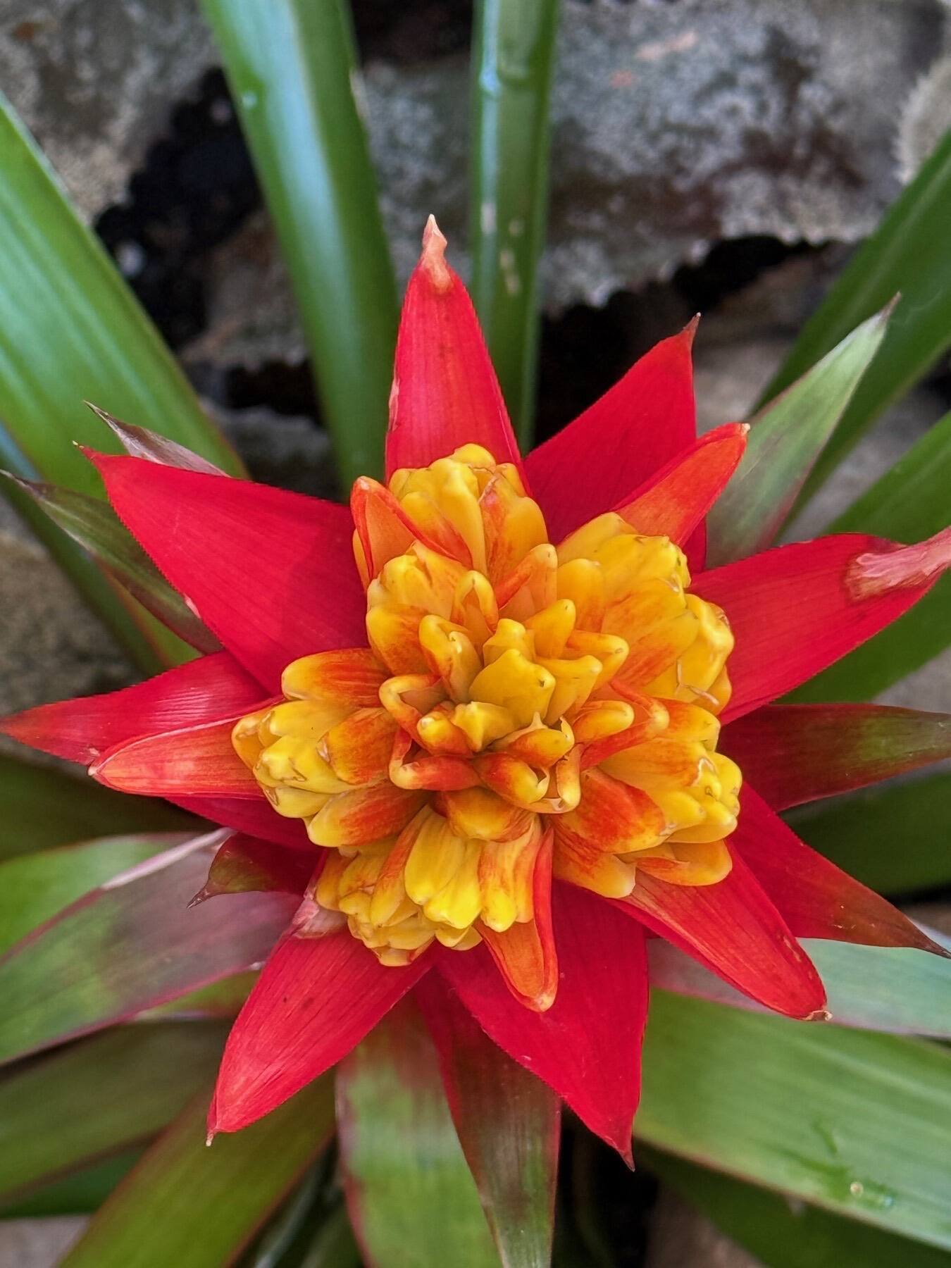 Bromeliad, Longwood Gardens, Kennett Square, Pennsylvania