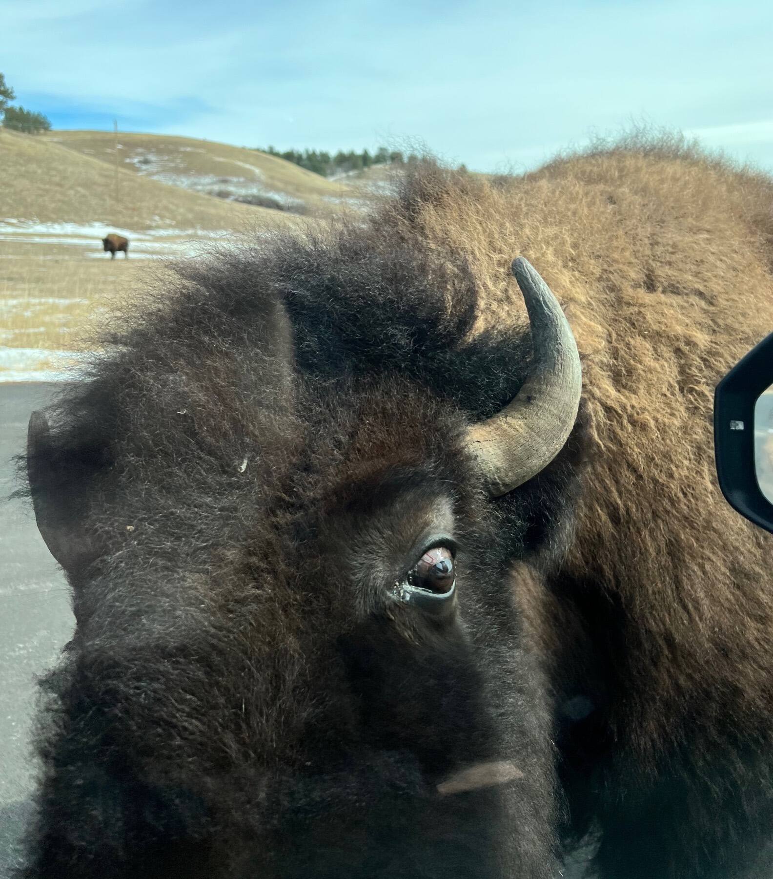 Bison, Custer State Park, South Dakota