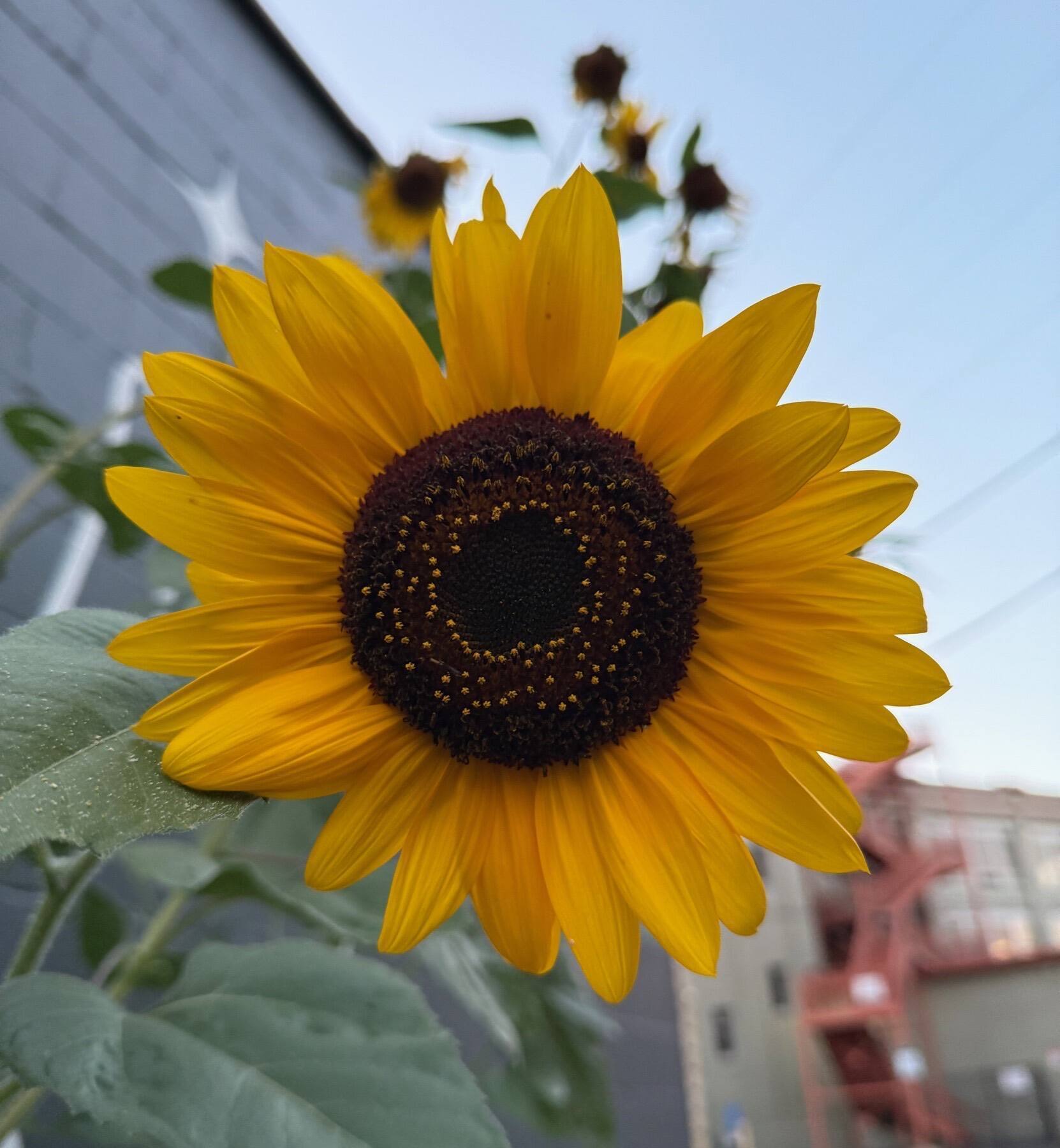 Sunflower, Oregon District, Dayton, Ohio
