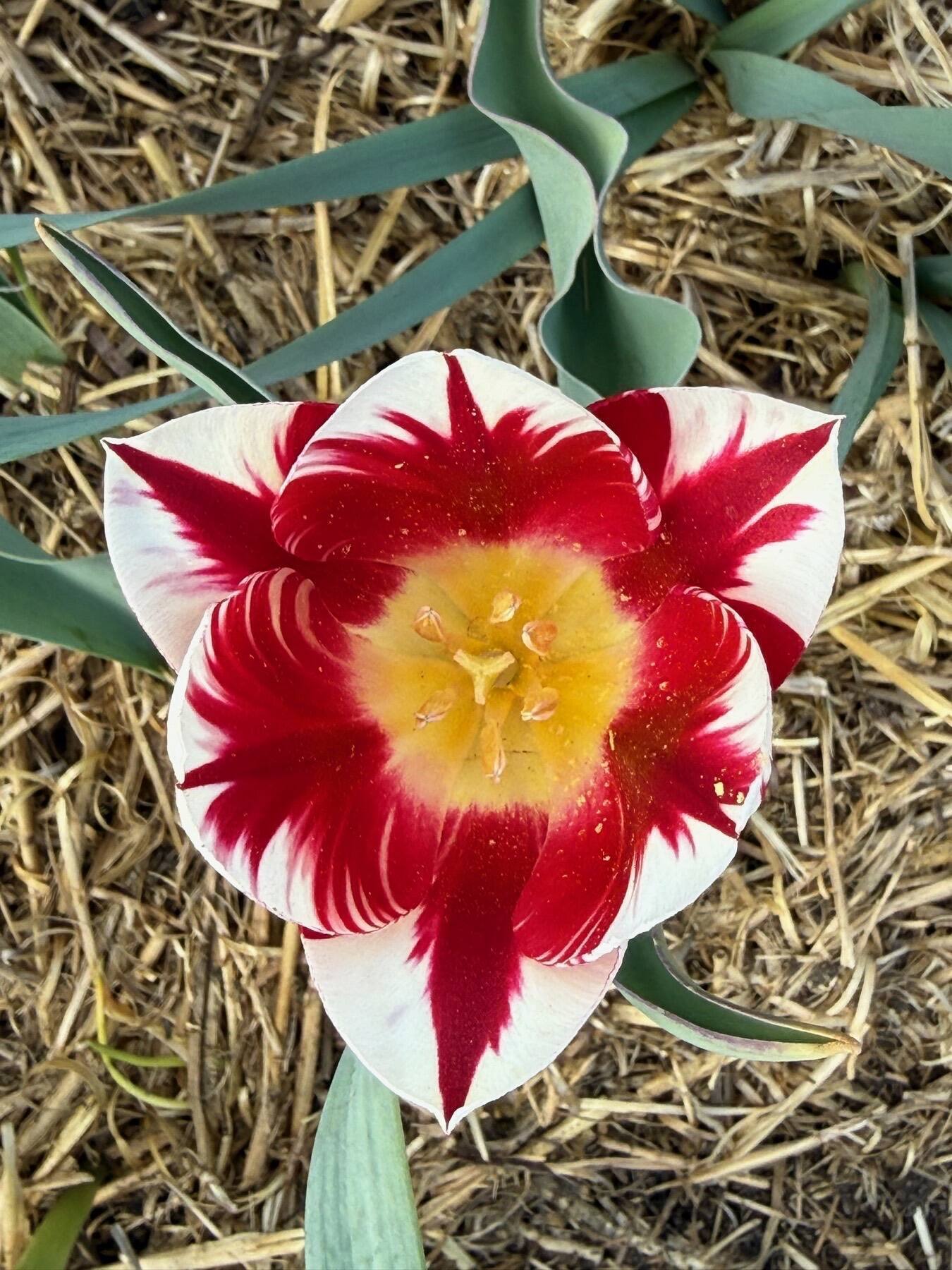 Tulip, Colorado Springs, Colorado