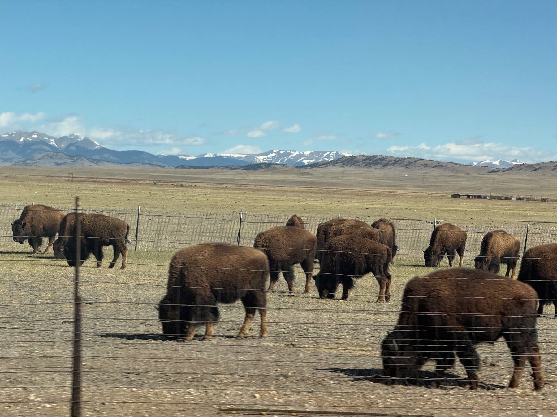 American Bison Herd, Hartsel, Colorado
