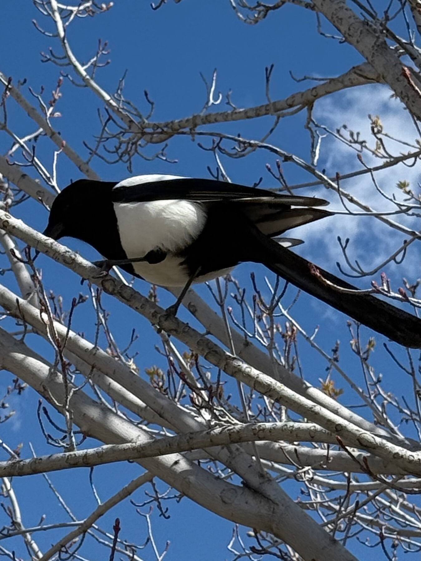 Black-billed Magpie, Colorado Springs, Colorado