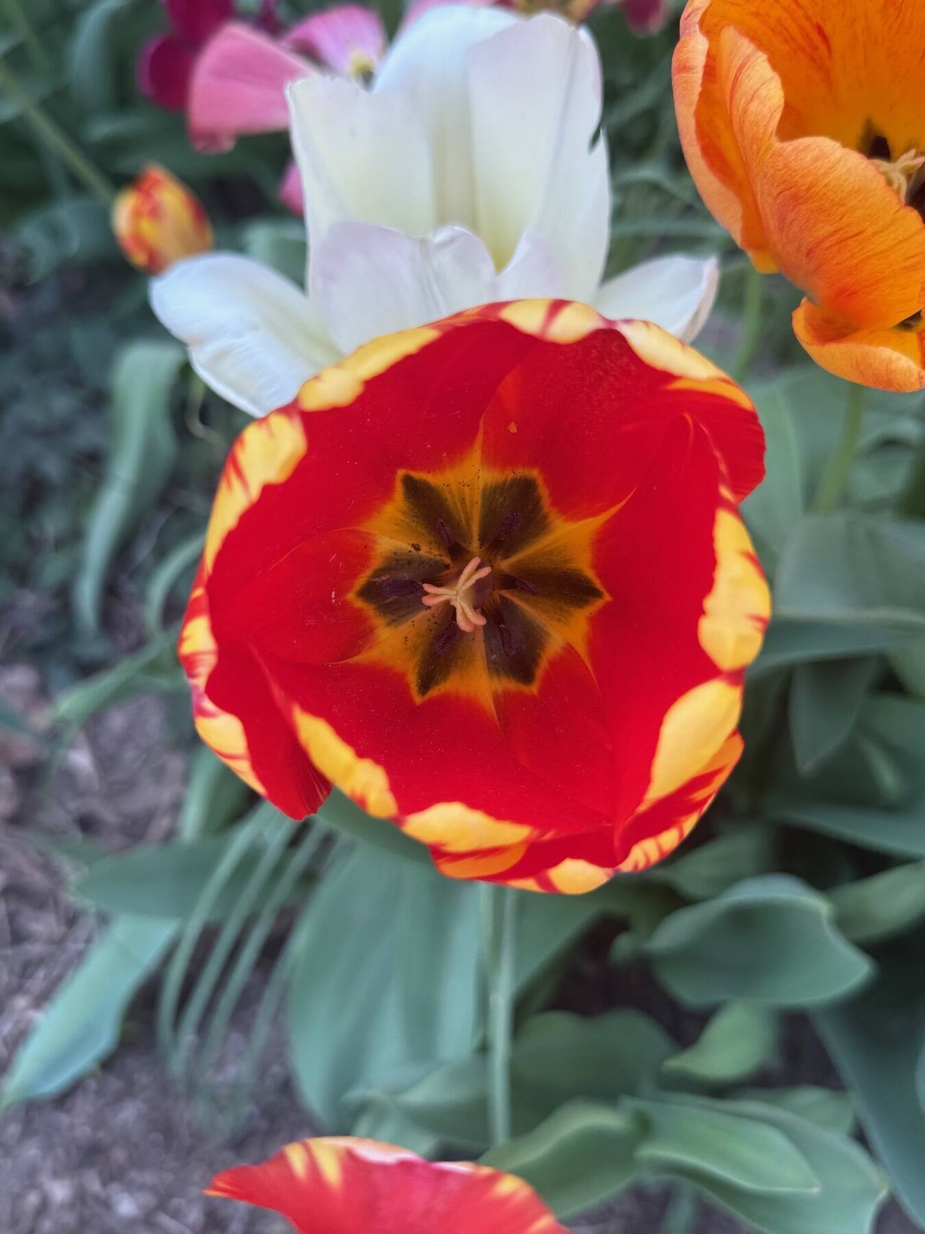 Helmer Triumph Tulip, Oregon District, Dayton, Ohio