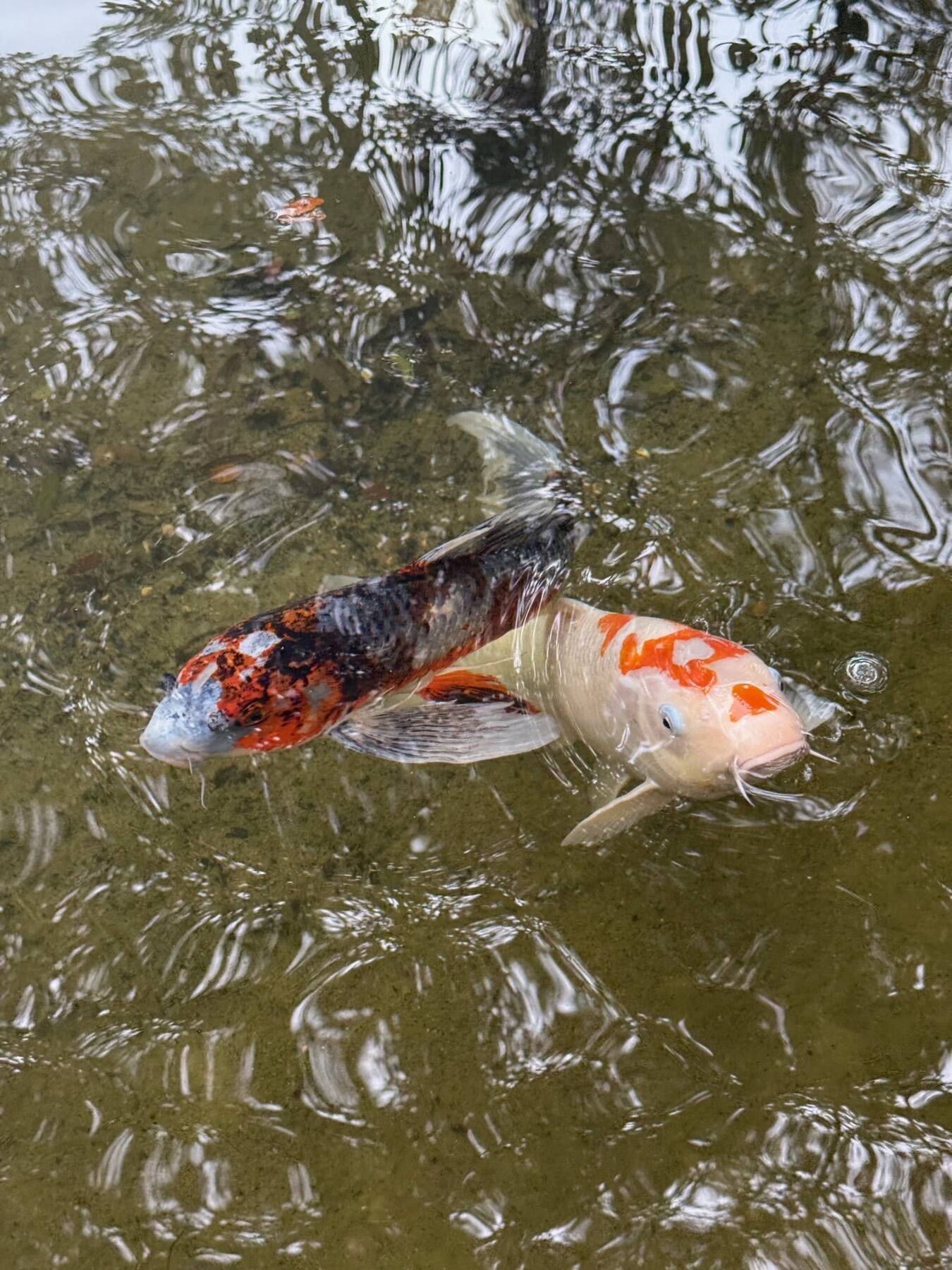 Koi Fish, Zilker Botanical Garden, Austin, Texas