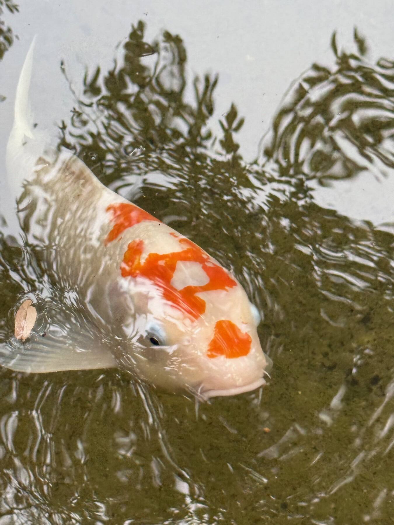Koi Fish, Zilker Botanical Garden, Austin, Texas
