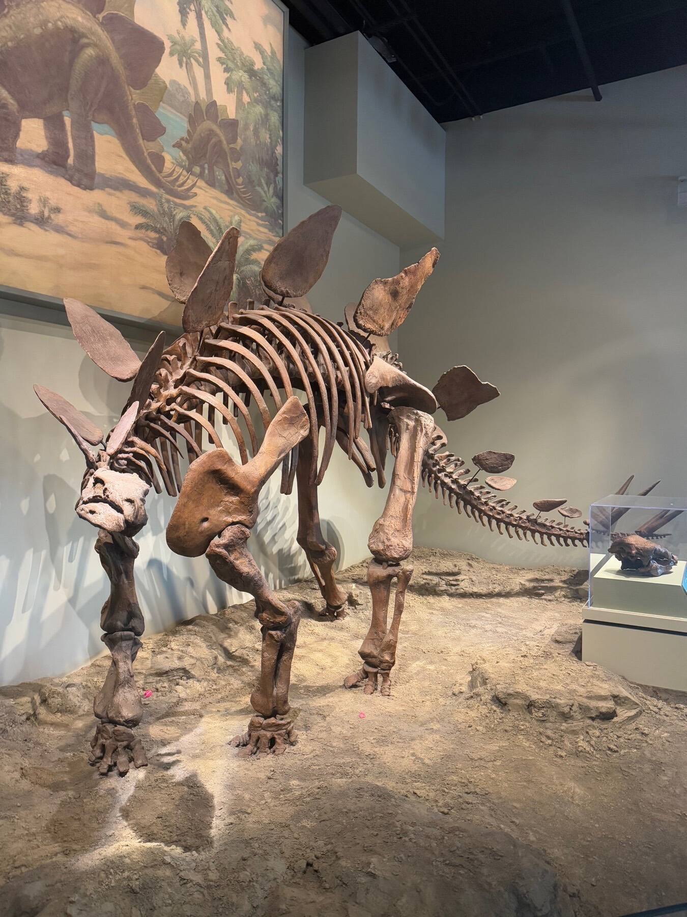 Dinosaur, Field Museum of Natural History, Chicago, Illinois