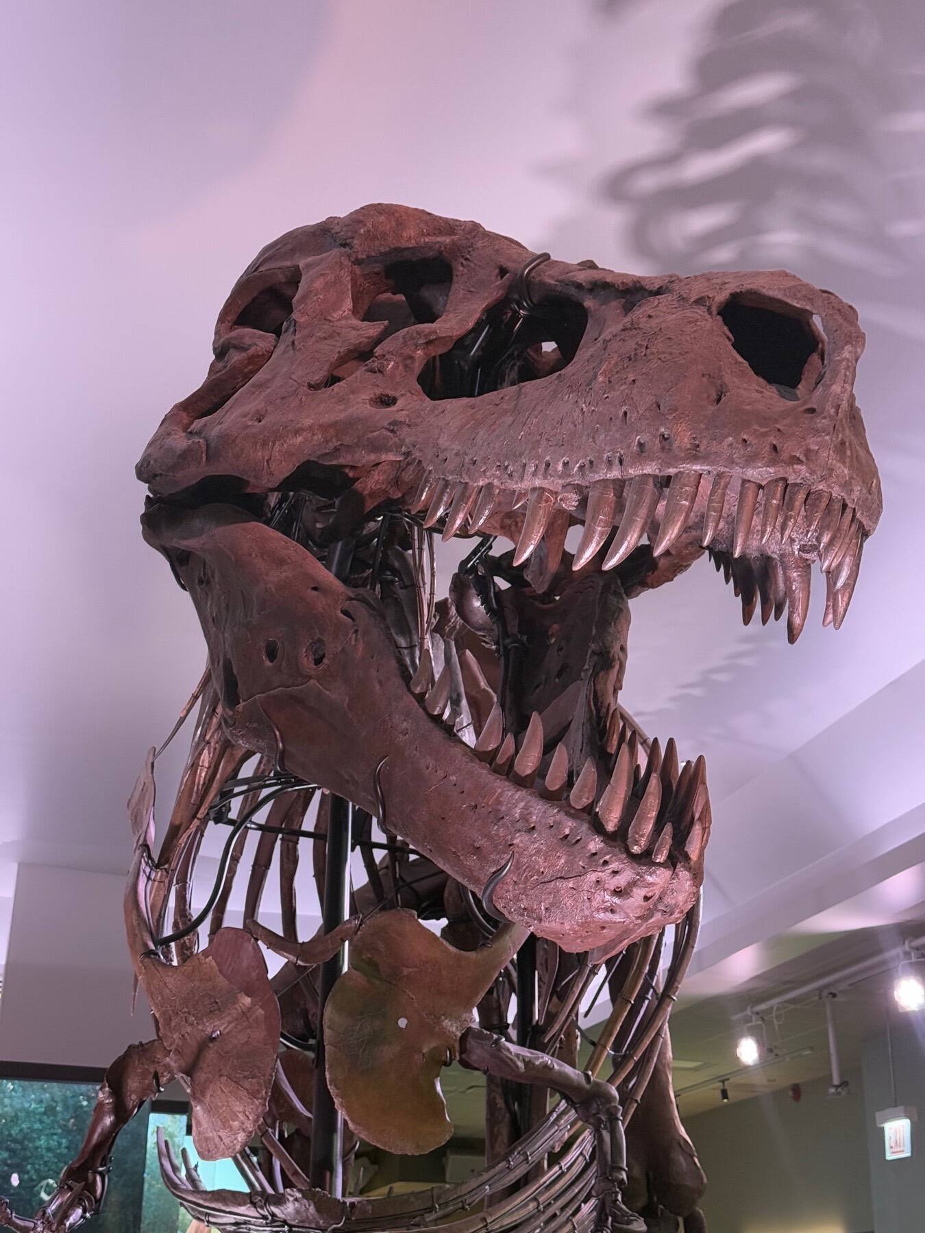 T. Rex, Field Museum of Natural History, Chicago, Illinois