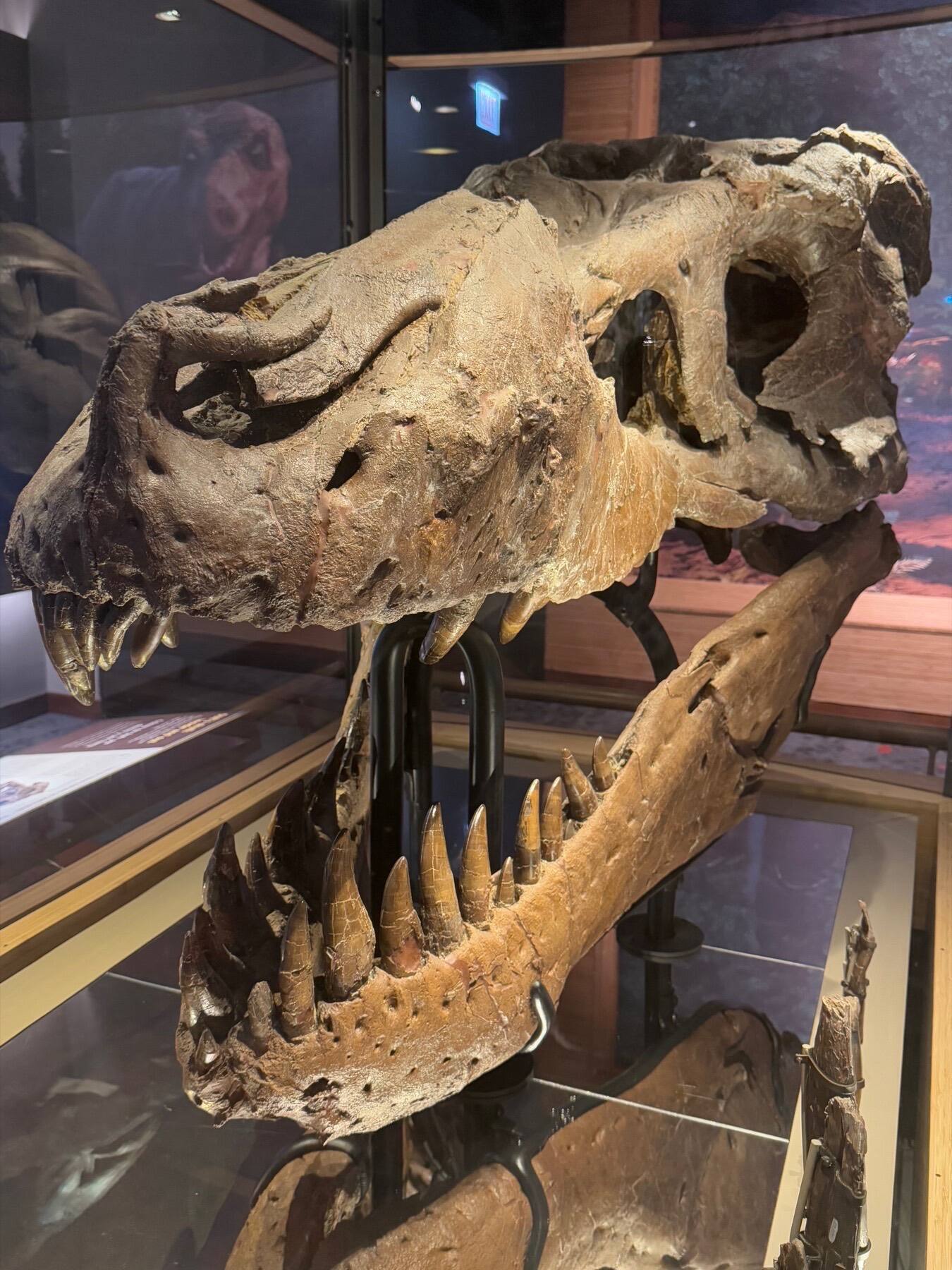 T. Rex, Field Museum of Natural History, Chicago, Illinois