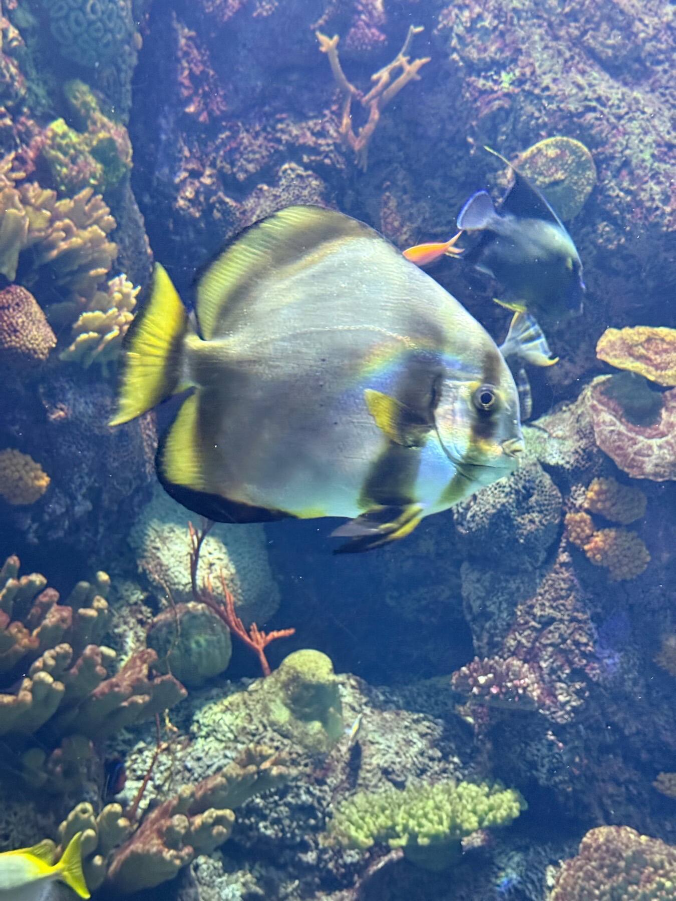 Pinnate Spadefish, Shedd Aquarium, Chicago, Illinois