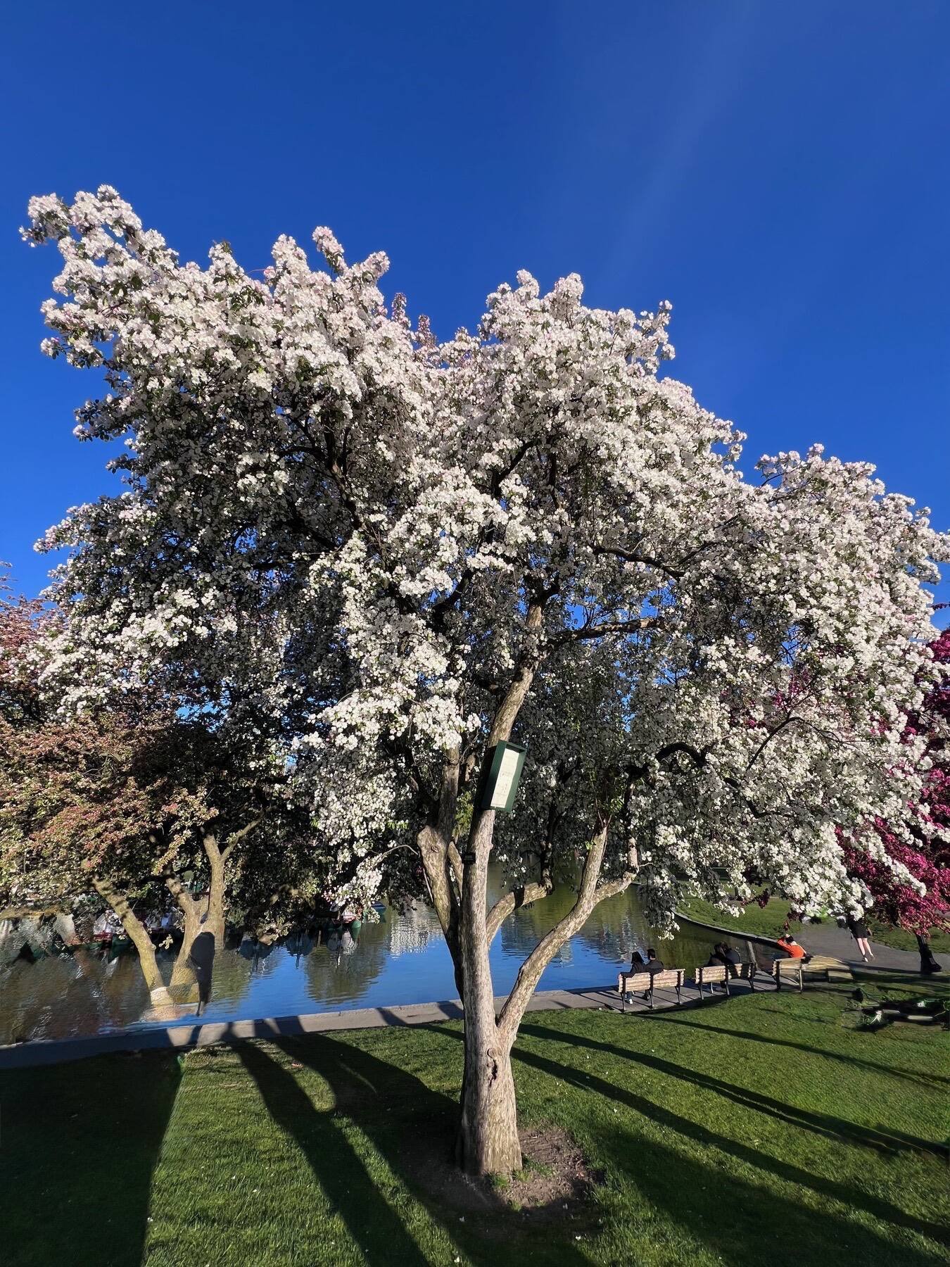 Cherry Blossoms, Boston Public Garden, Boston, Massachusetts