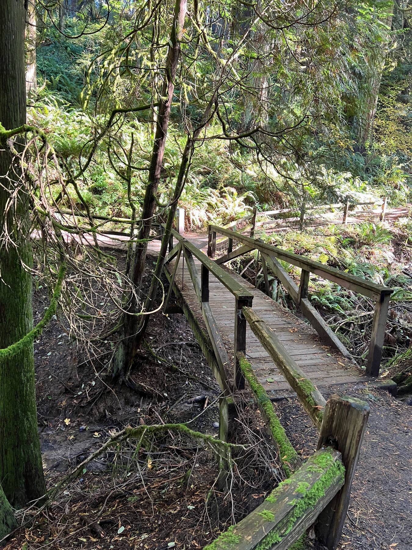 Forest Trail, Hoyt Arboretum, Portland, Oregon