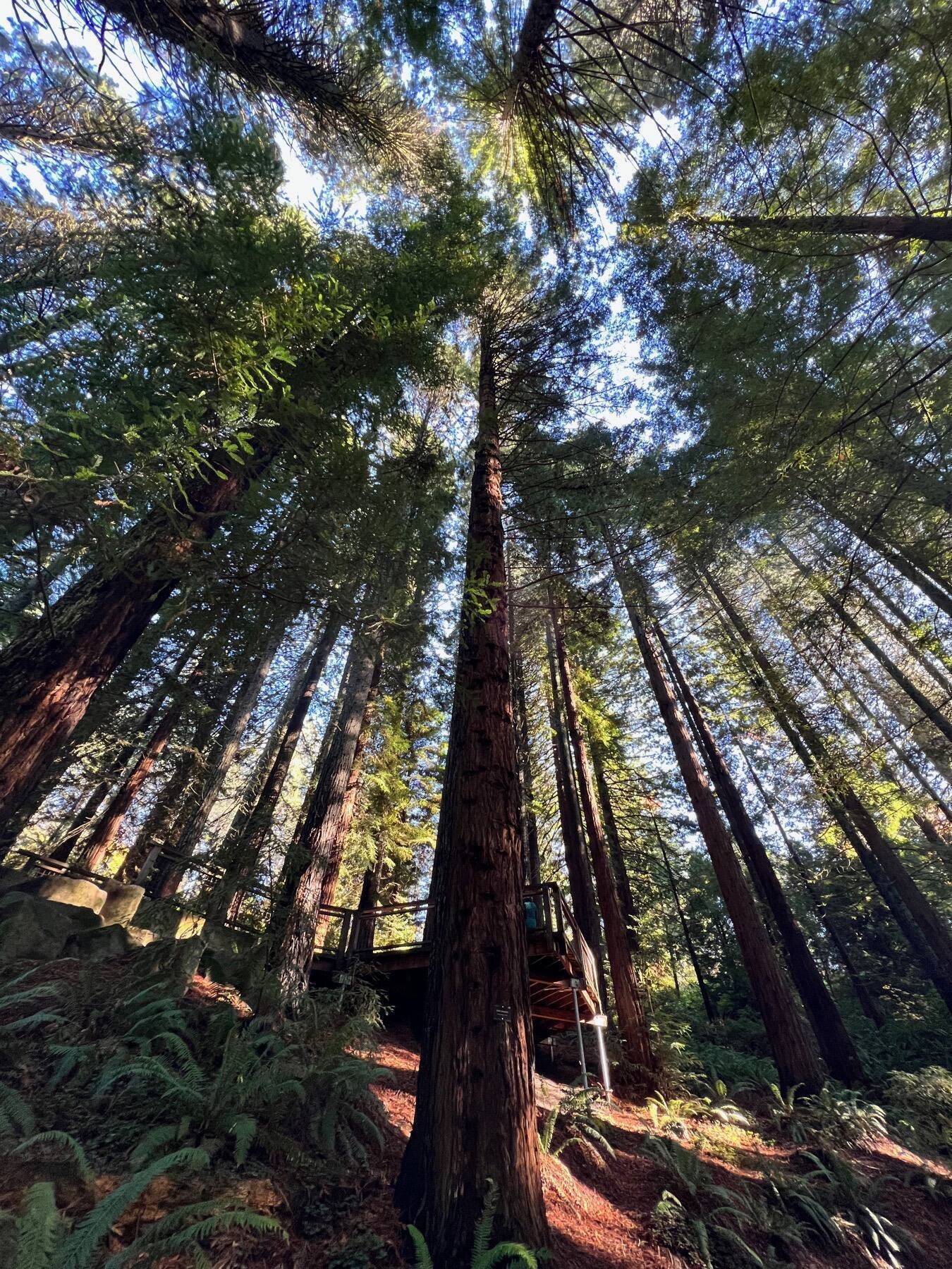 Redwoods, Hoyt Arboretum, Portland, Oregon