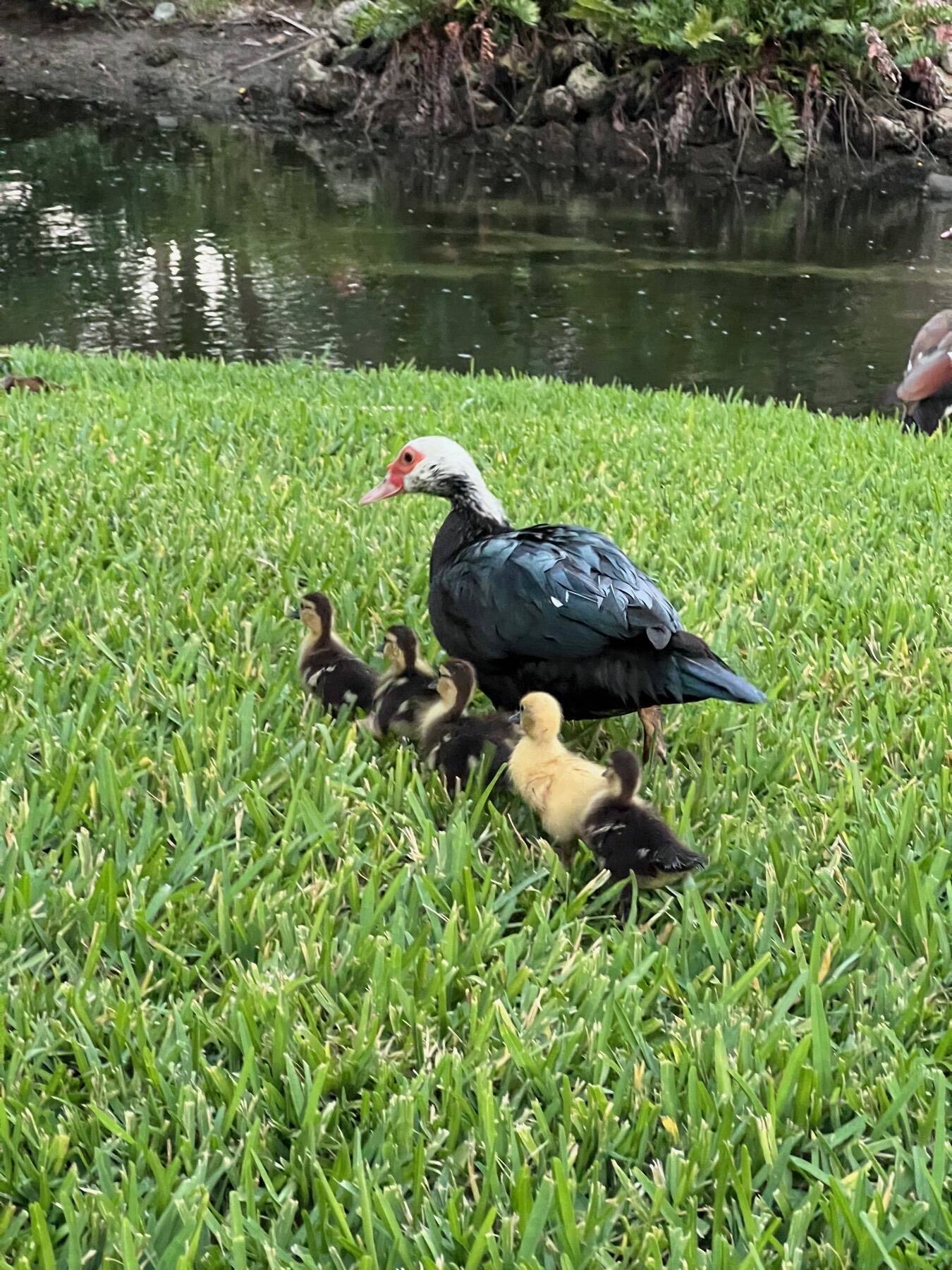 Family of Muscovy Ducks, Coral Gables, Florida