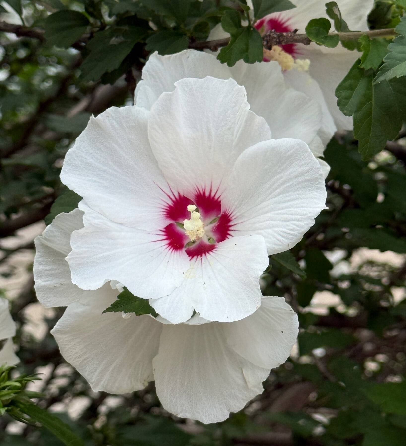 Rose of Sharon, Virginia Commonwealth University, Richmond, Virginia