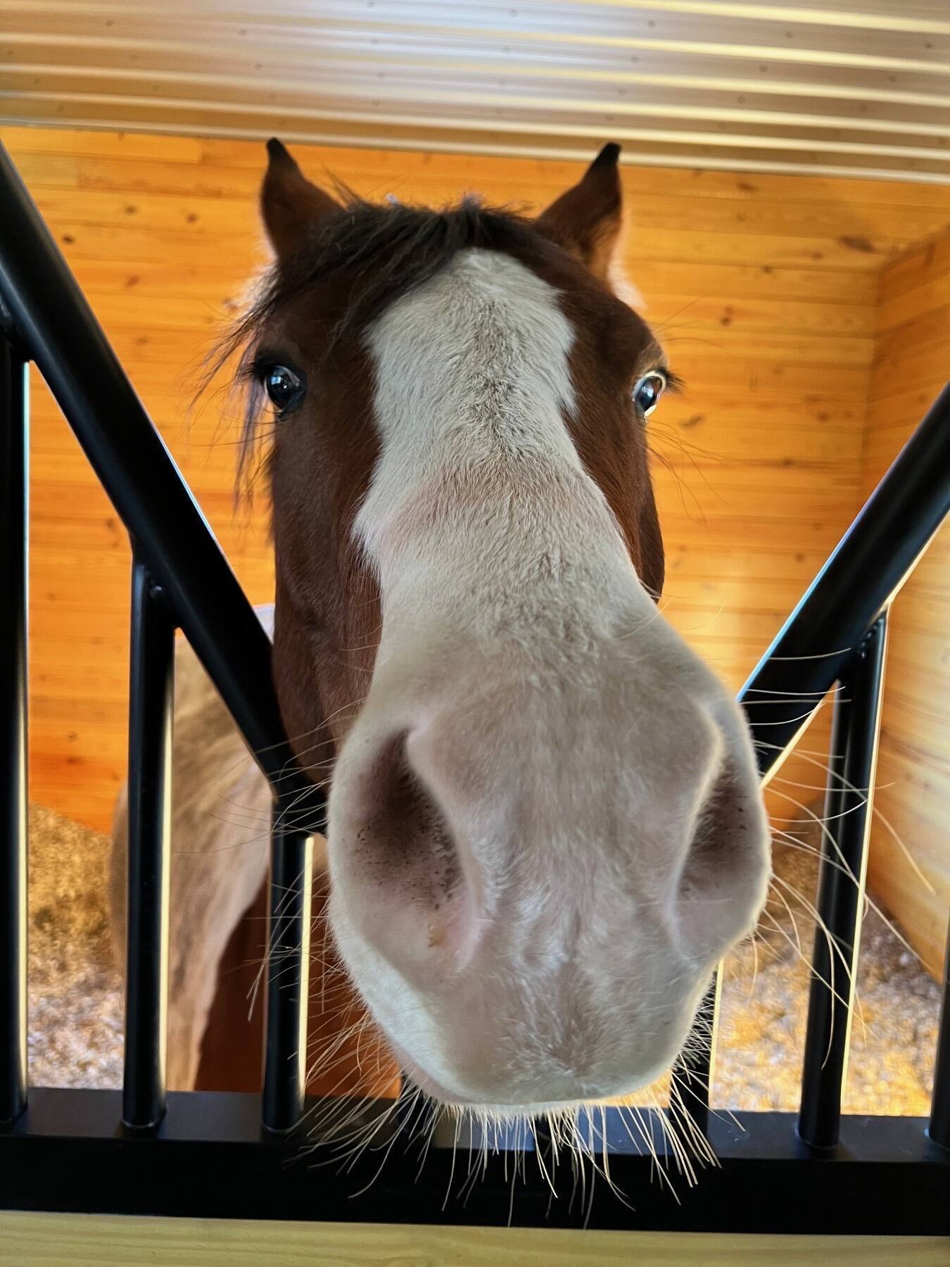 Horse in a Stable, Wilton, Connecticut