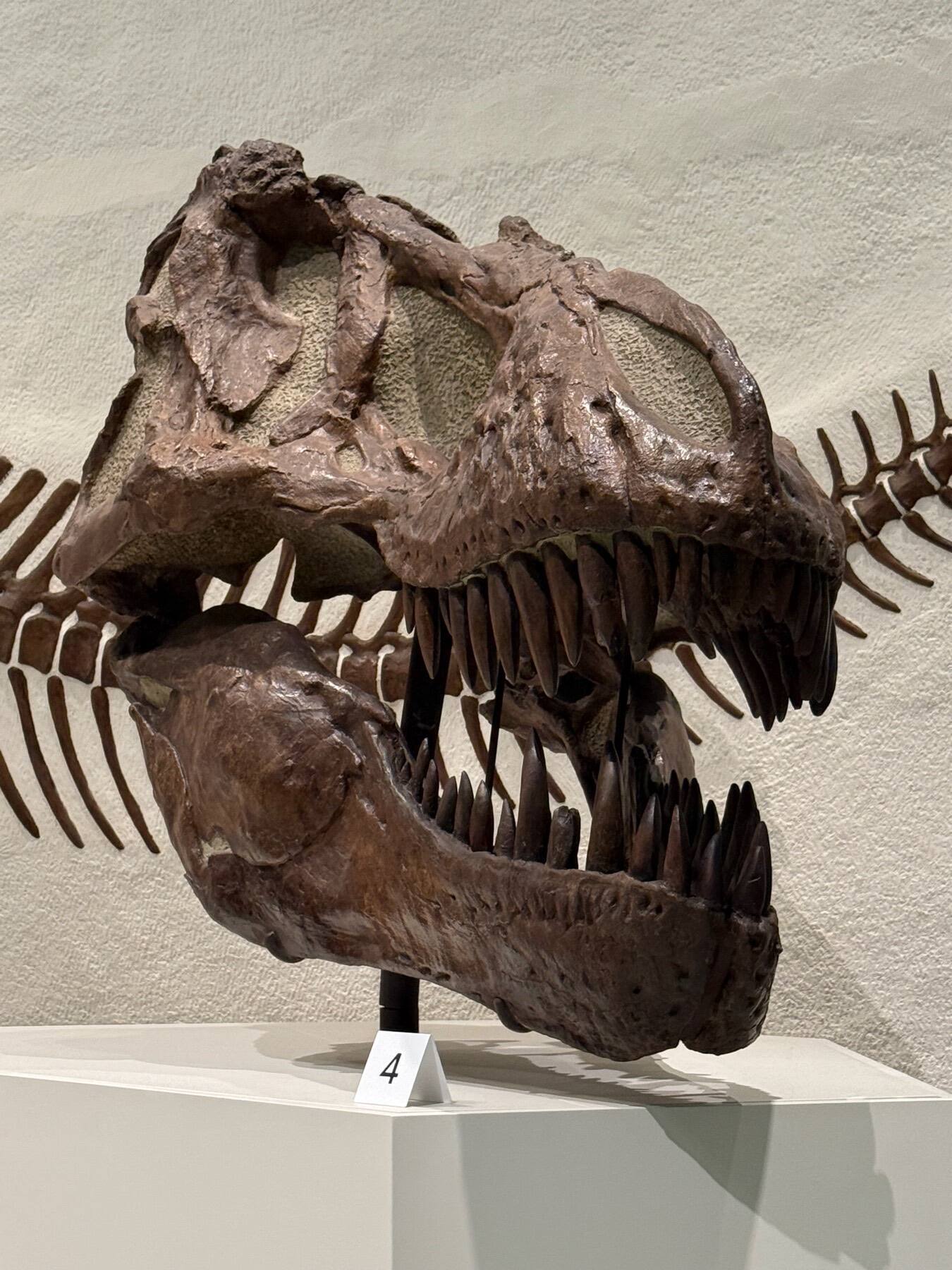 T. Rex, Yale Peabody Museum, New Haven, Connecticut