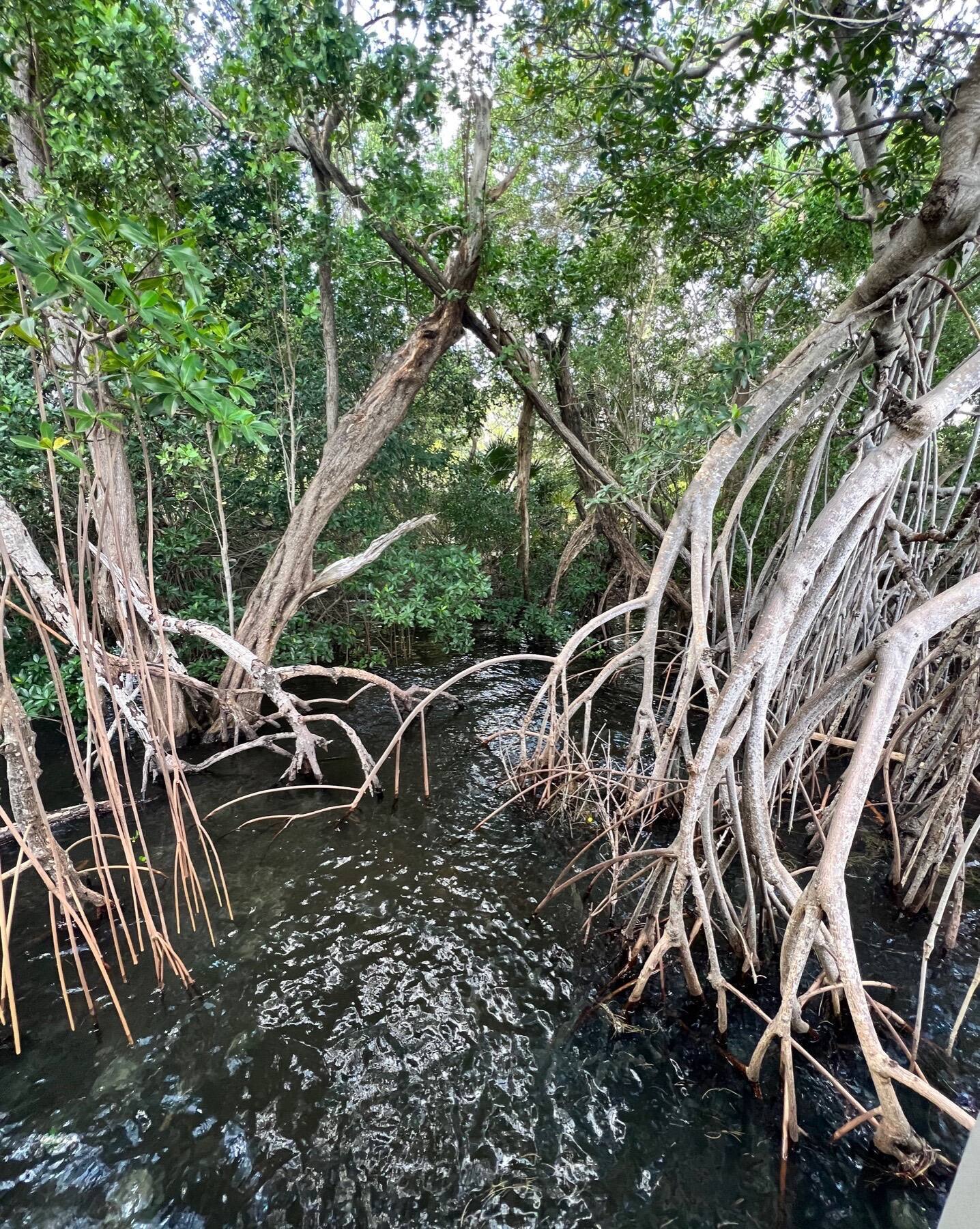 Mangroves, Vizcaya Museum and Gardens, Miami, Florida