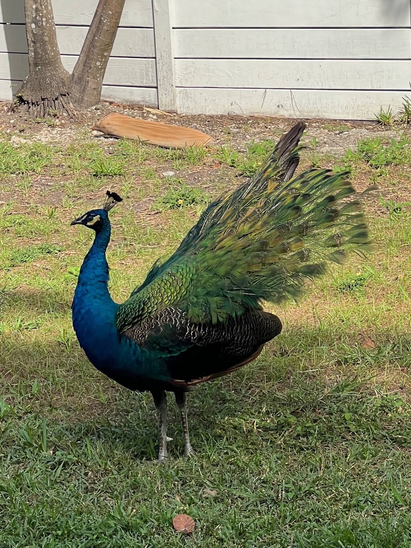 Peacock, Coconut Grove, Florida