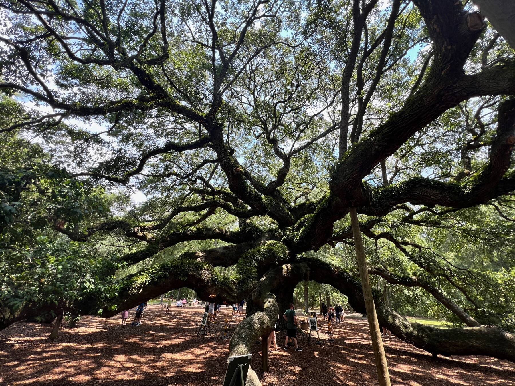 Angel Oak Tree, Charleston, South Carolina