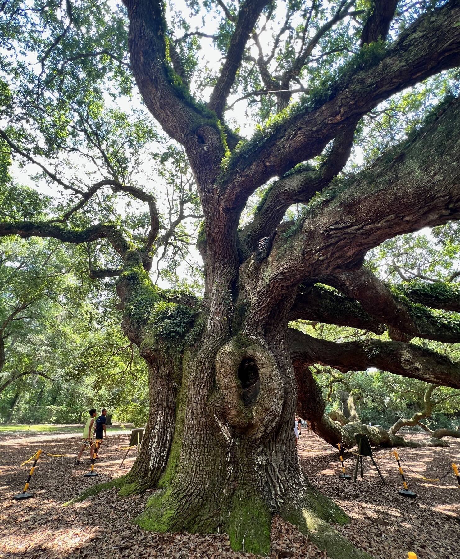 Angel Oak Tree, Charleston, South Carolina