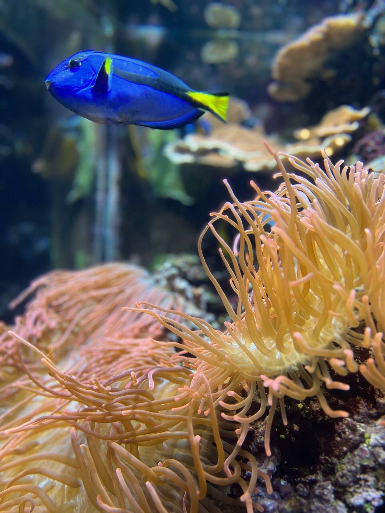Regal Blue Tang, Aquarium of the Bay, San Francisco, California