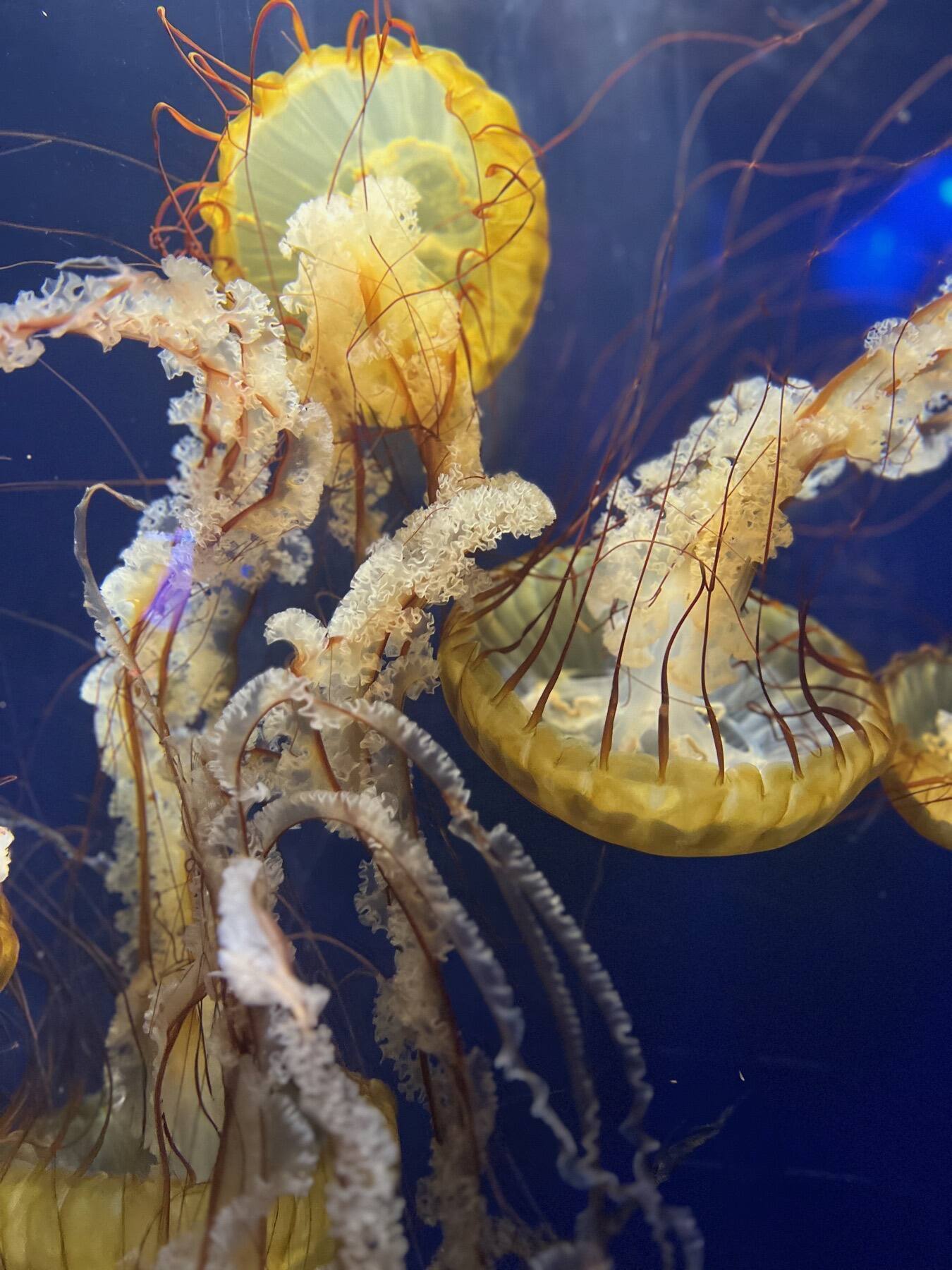Jelly Fish, Aquarium of the Bay, San Francisco, California
