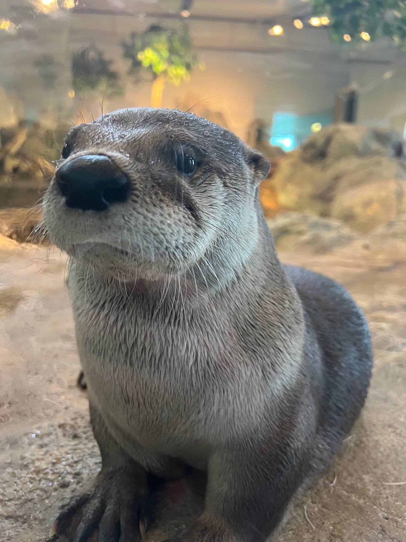 North American River Otter, Aquarium of the Bay, San Francisco, California
