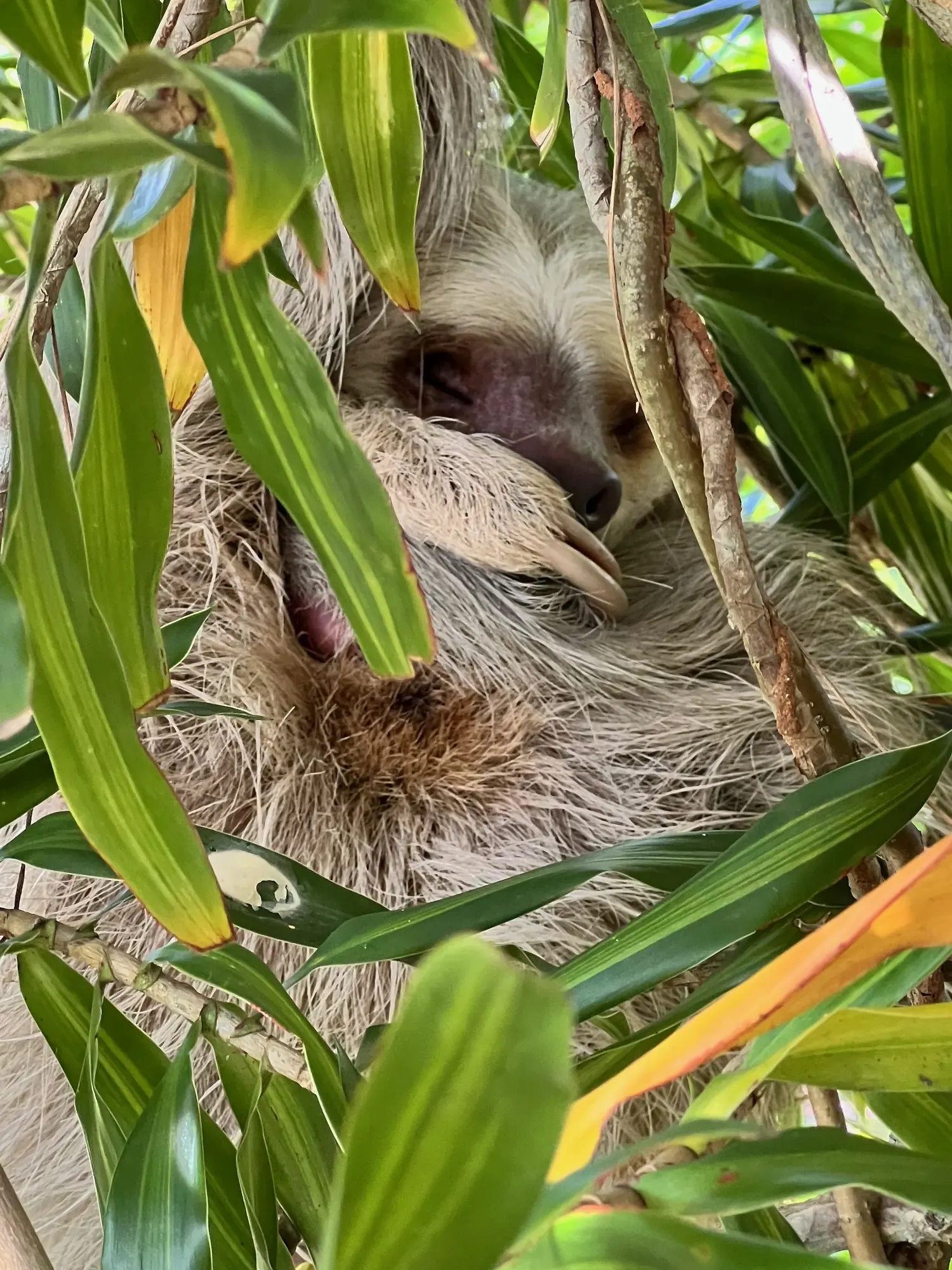 A sloth sleeping in the trees at Punta Culebra Nature Center, Panama