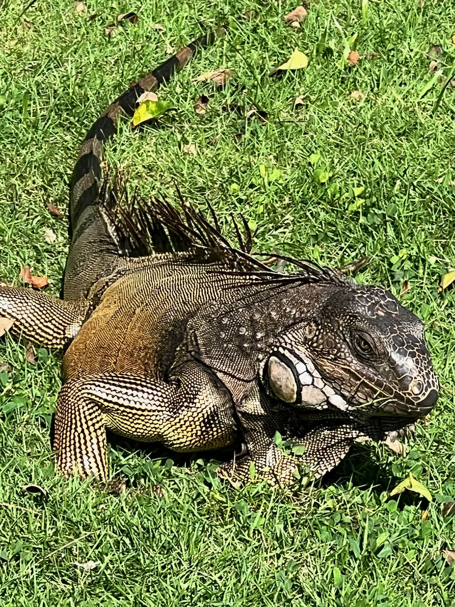 An iguana in the grass at Punta Culebra Nature Center, Panama City