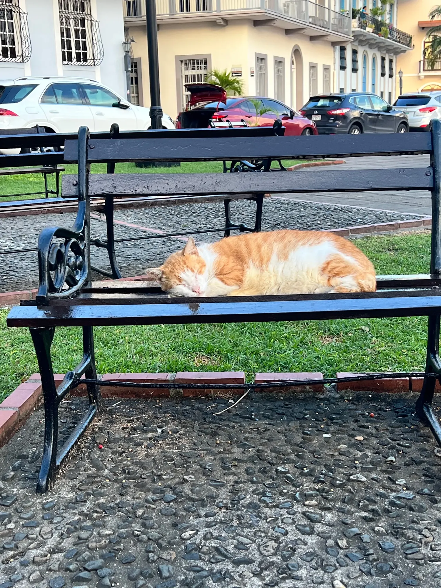 A cat sleeping on a park bench in Casco Viejo