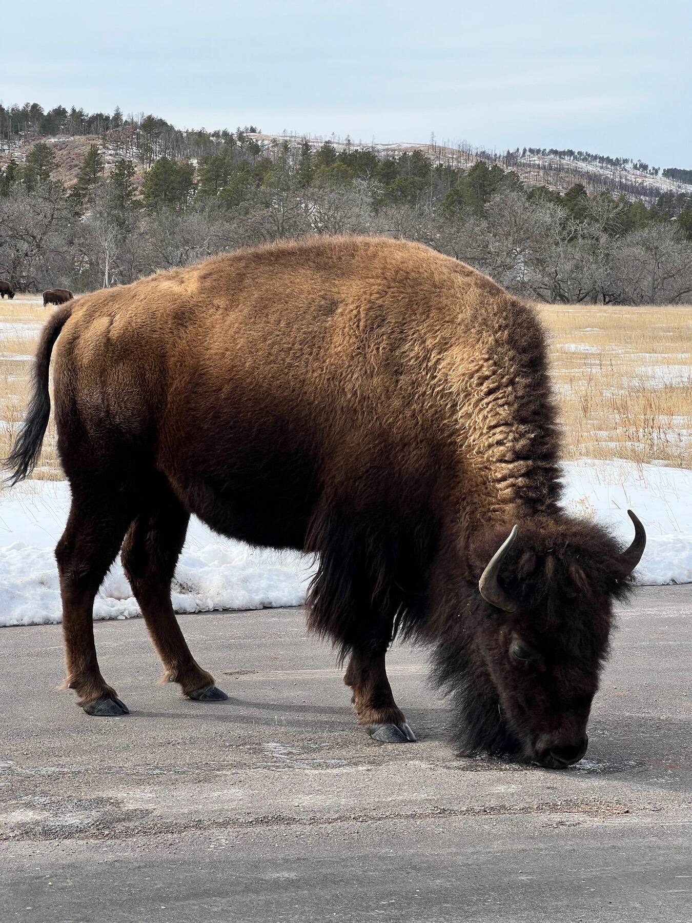 Wildlife Loop State Scenic Byway, Custer State Park, SD