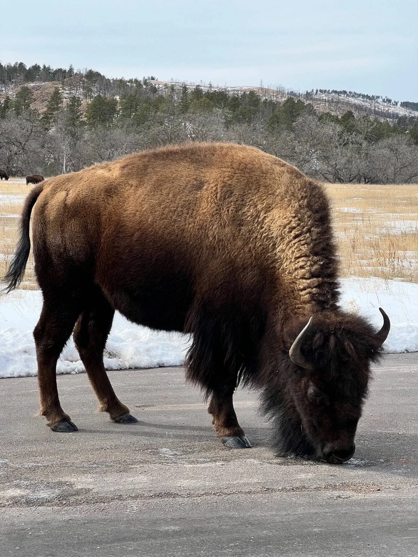 Wildlife Loop State Scenic Byway, Custer State Park, SD