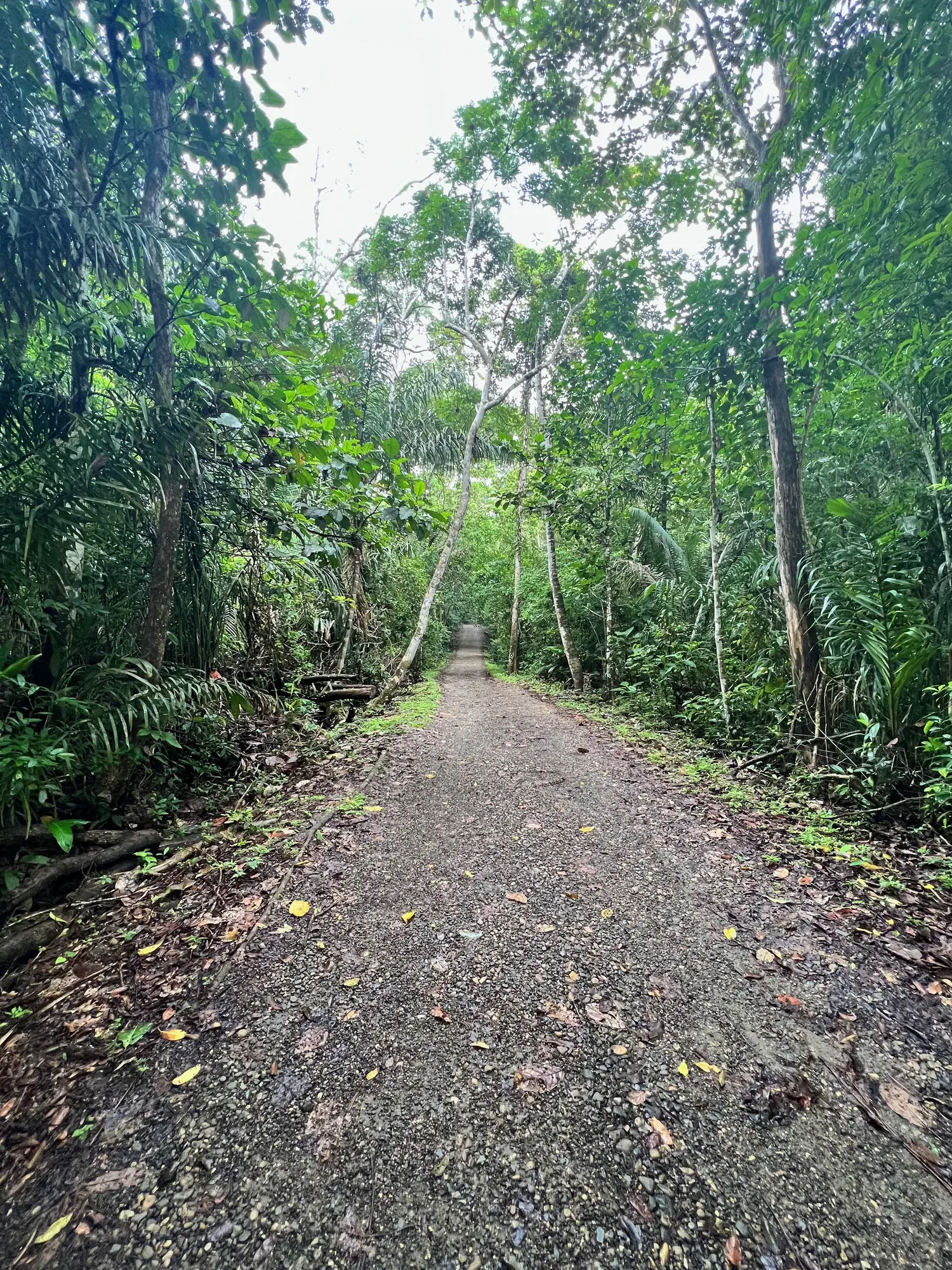 Gravel path leading into the rainforest near the Panama Rainforest Discovery Center, Gamboa