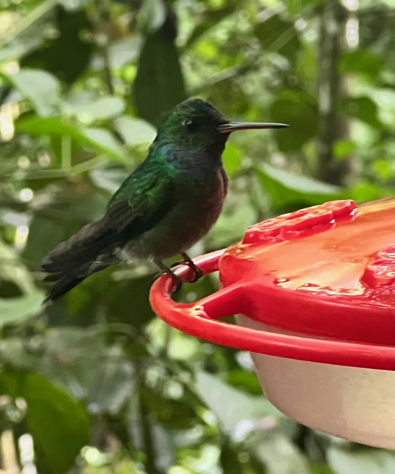 A hummingbird perched on a red feeder at the hummingbird station, Gamboa, Panama