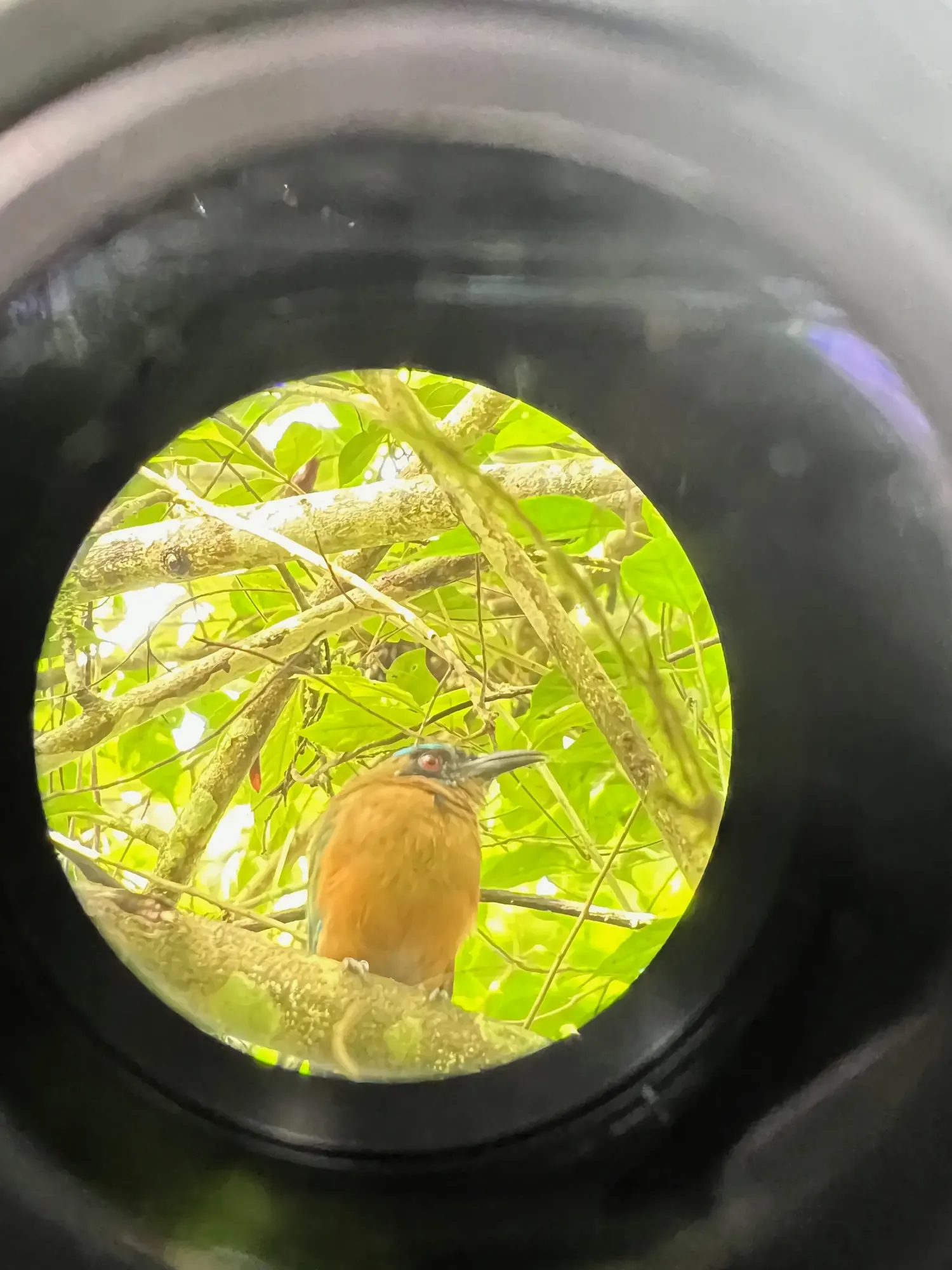 A motmot bird viewed through a ranger's spotting scope, Gamboa, Panama