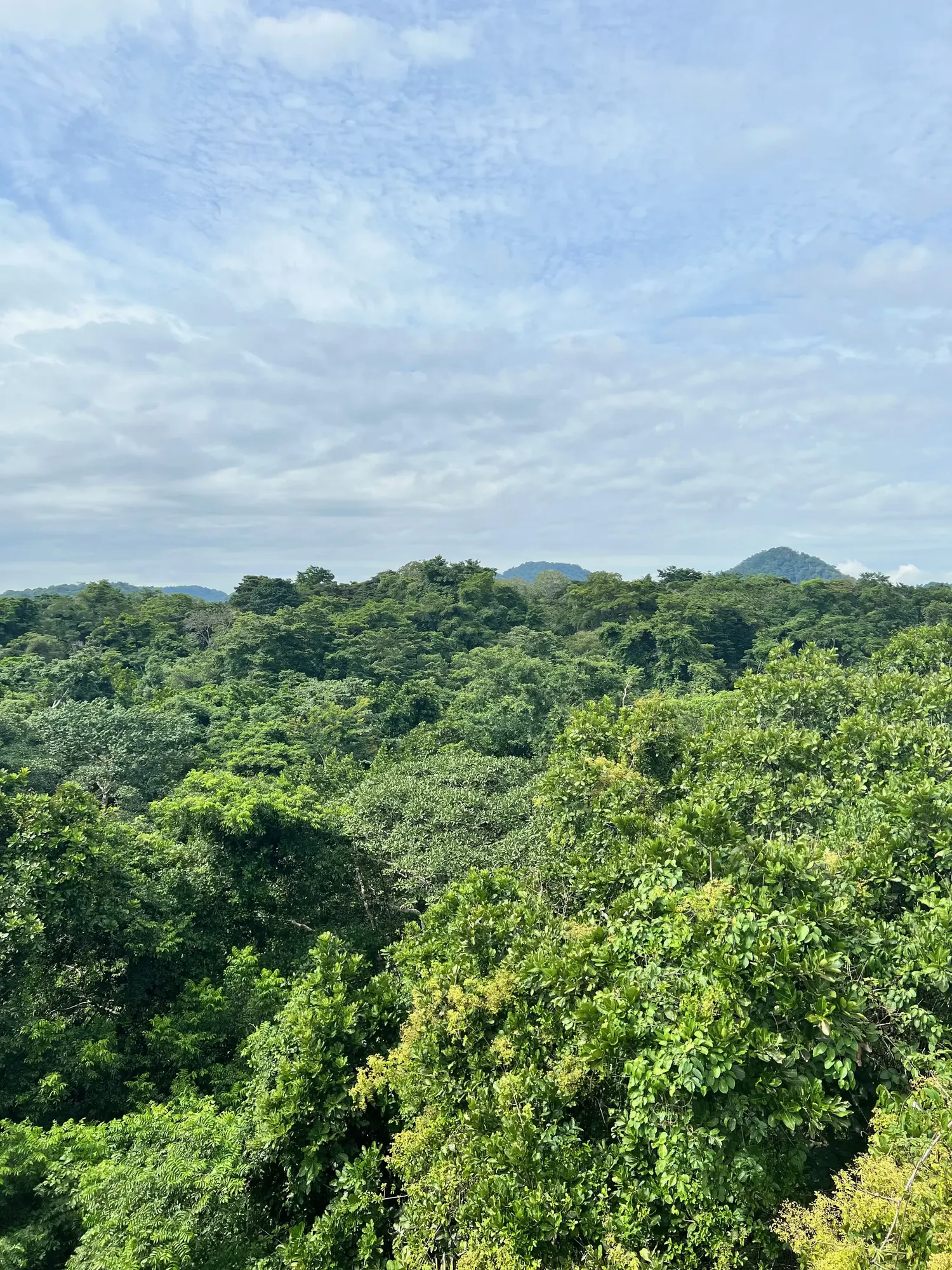 View of the rainforest canopy from an observation platform near Gamboa, Panama