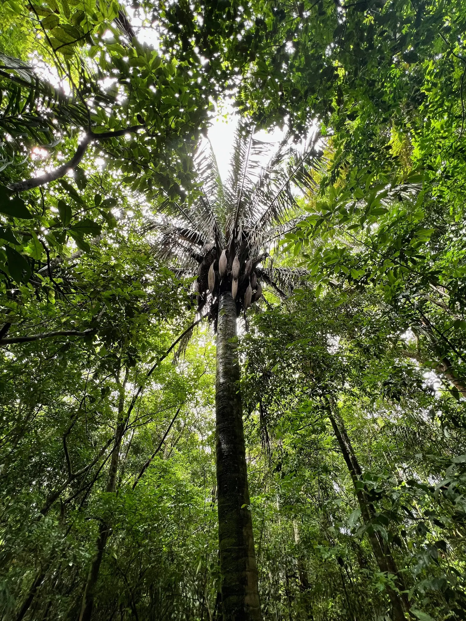 Looking straight up through the rainforest canopy near Gamboa, Panama