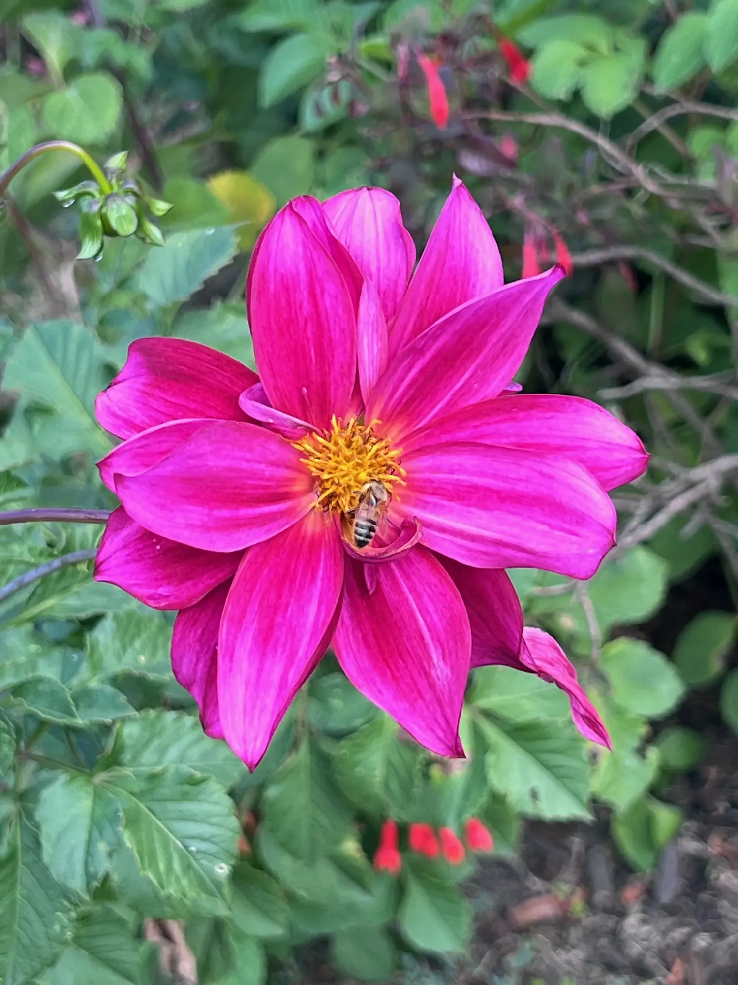 A bee on a brilliant pink dahlia flower at the Bogota Botanical Garden