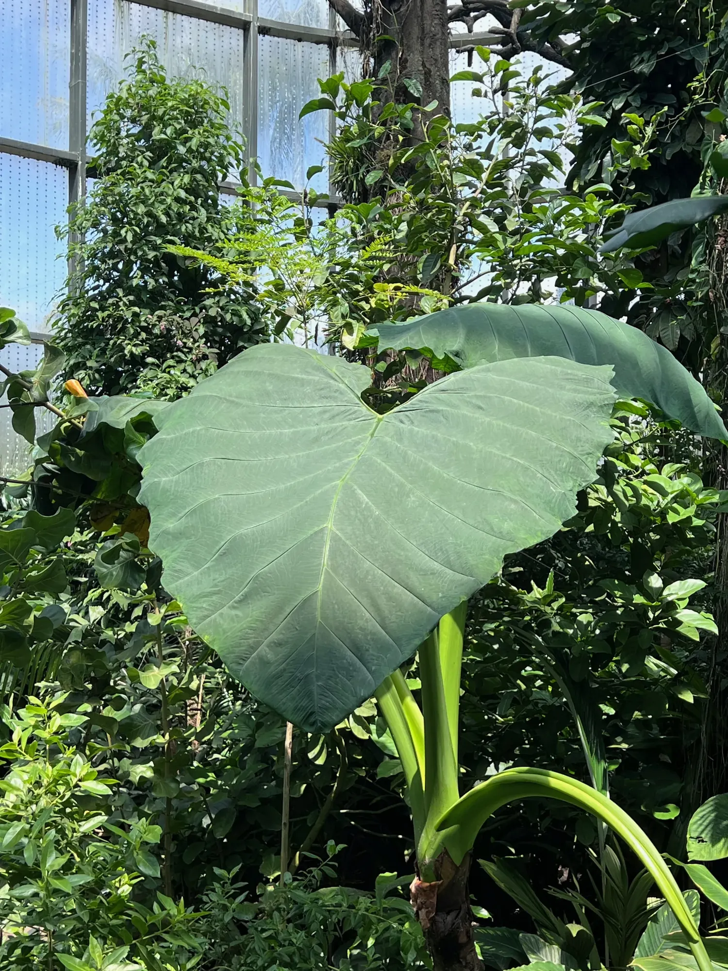 An enormous heart-shaped green leaf inside the botanical garden greenhouse