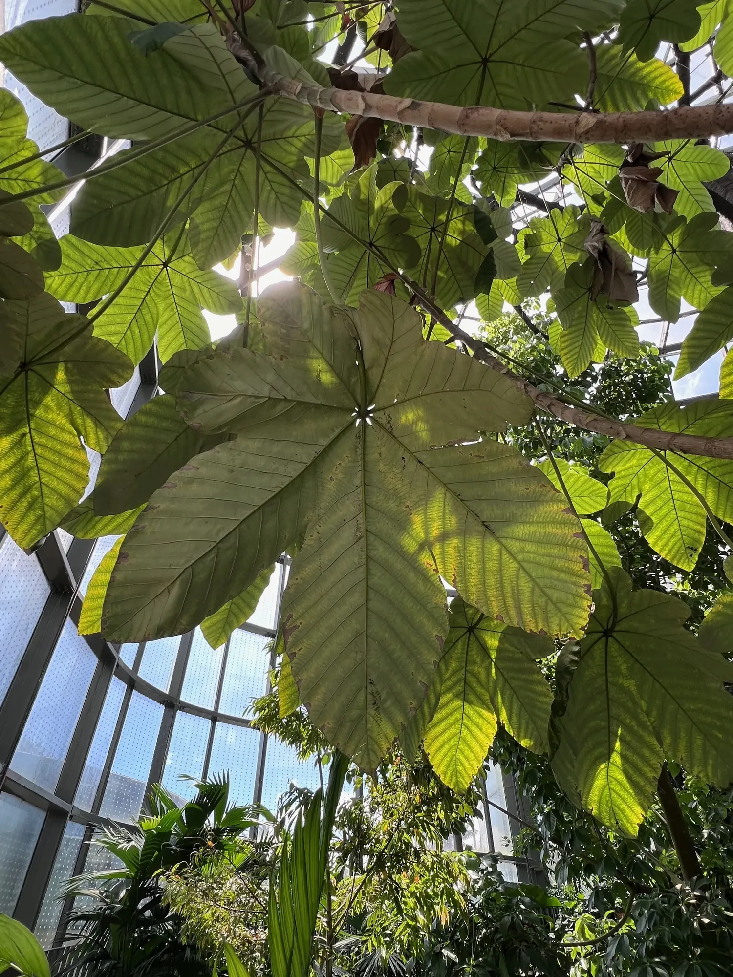 Sunlight passing through the canopy of large leaves inside the greenhouse