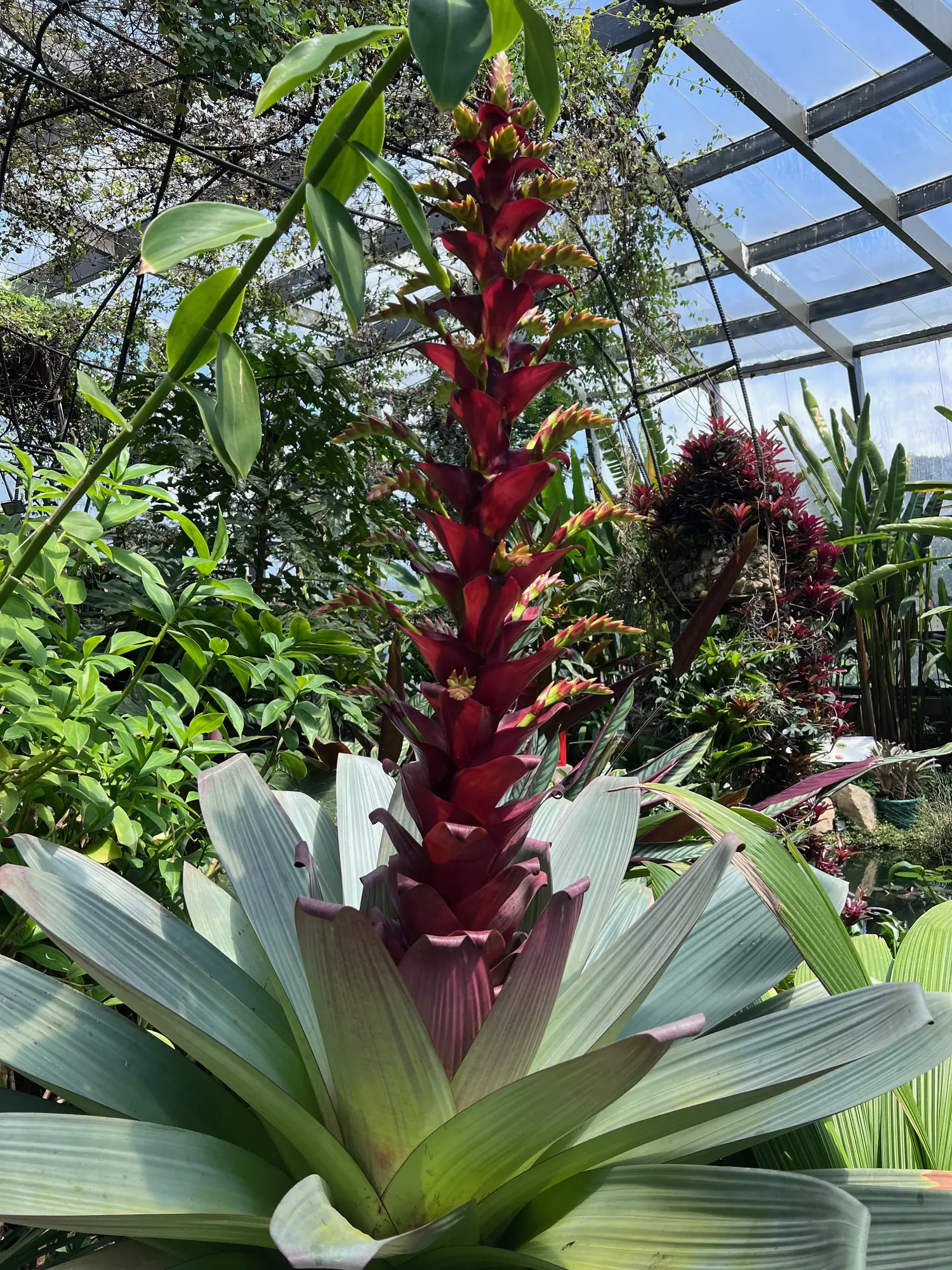 A tall red bromeliad flower spike in the greenhouse